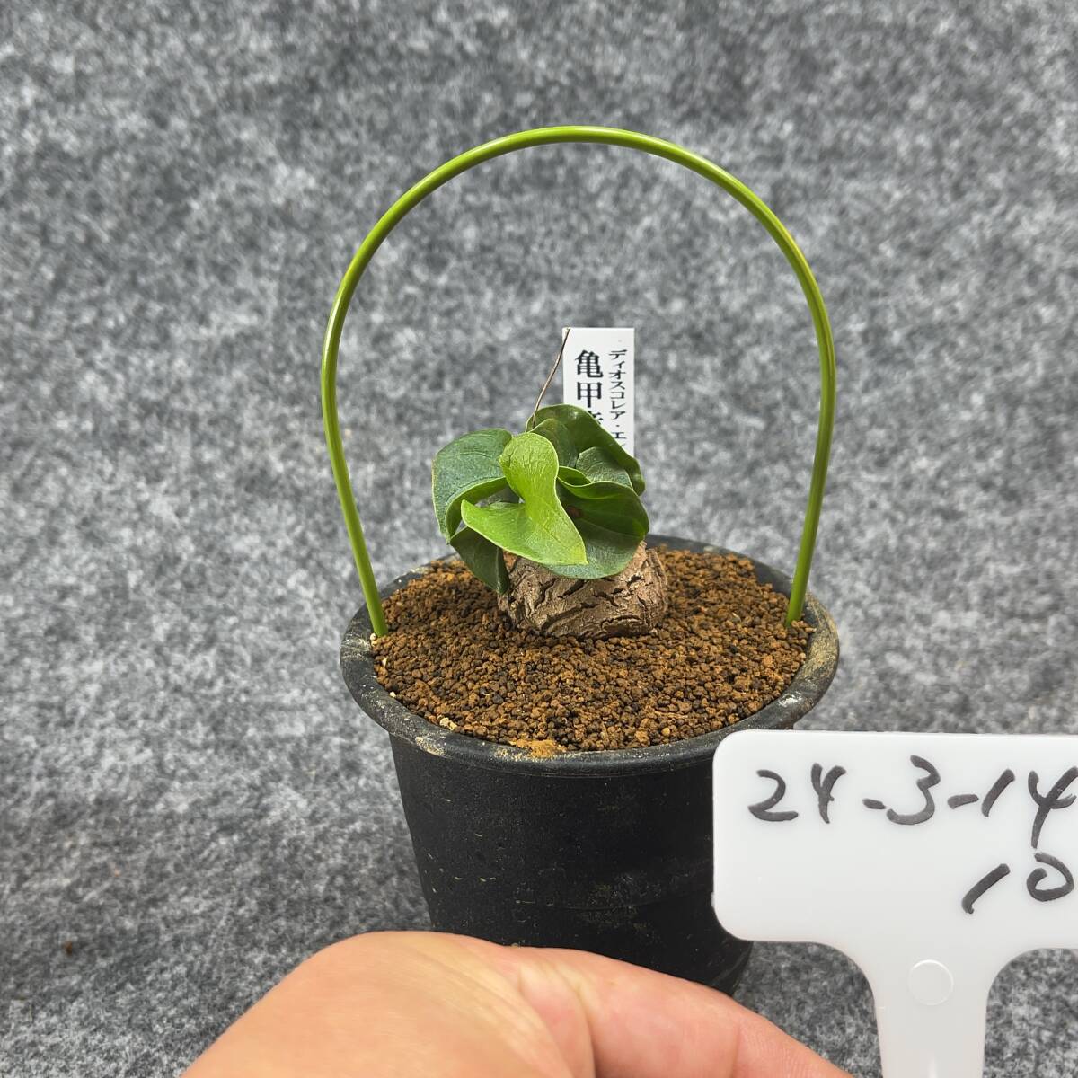 【鉢ごと発送】アフリカ型 亀甲竜 / Dioscorea elephantipes / 4号鉢 / 塊根・多肉植物【現品】 24-3-14-10_画像4