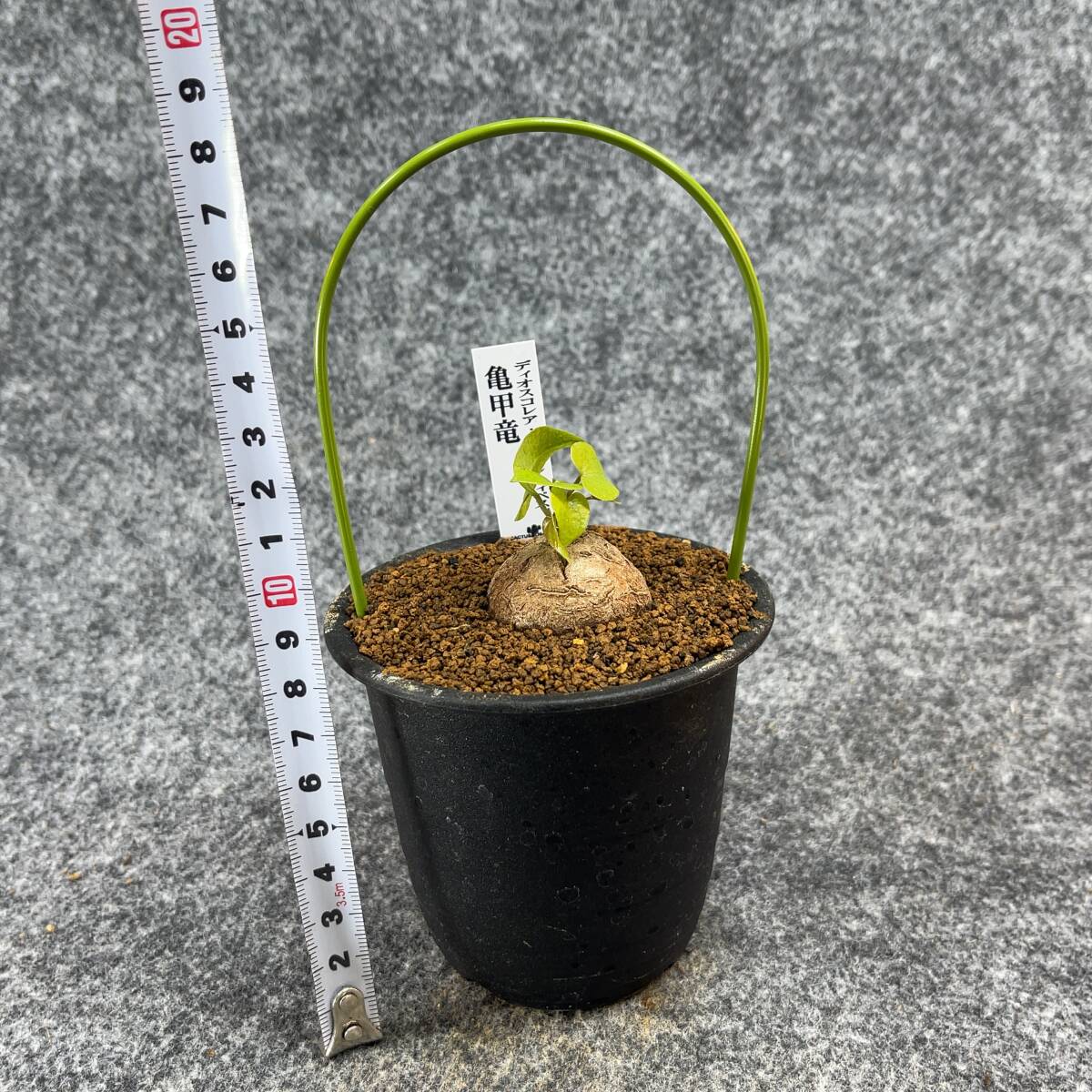 【鉢ごと発送】アフリカ型 亀甲竜 / Dioscorea elephantipes / 4号鉢 / 塊根・多肉植物【現品】 24-3-14-14_画像9