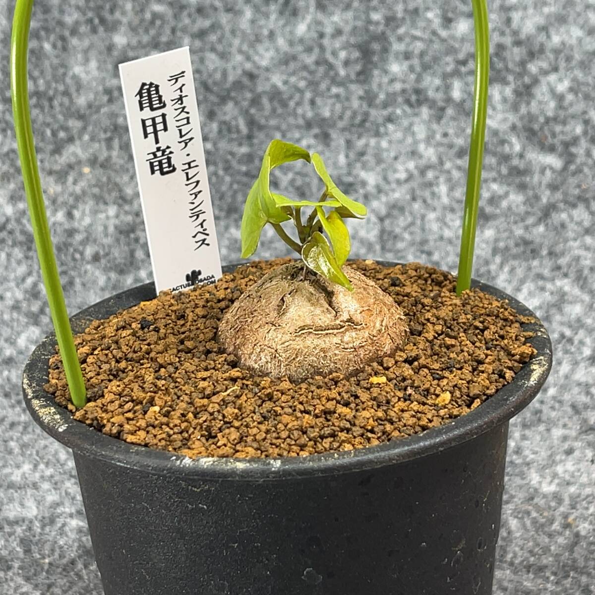 【鉢ごと発送】アフリカ型 亀甲竜 / Dioscorea elephantipes / 4号鉢 / 塊根・多肉植物【現品】 24-3-14-14_画像6