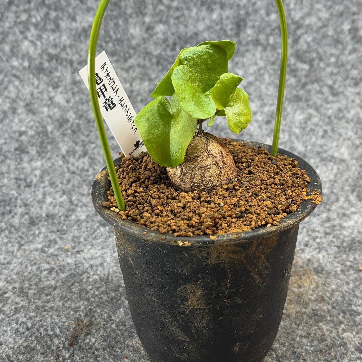 【鉢ごと発送】アフリカ型 亀甲竜 / Dioscorea elephantipes / 4号鉢 / 塊根・多肉植物【現品】 24-3-14-21_画像6