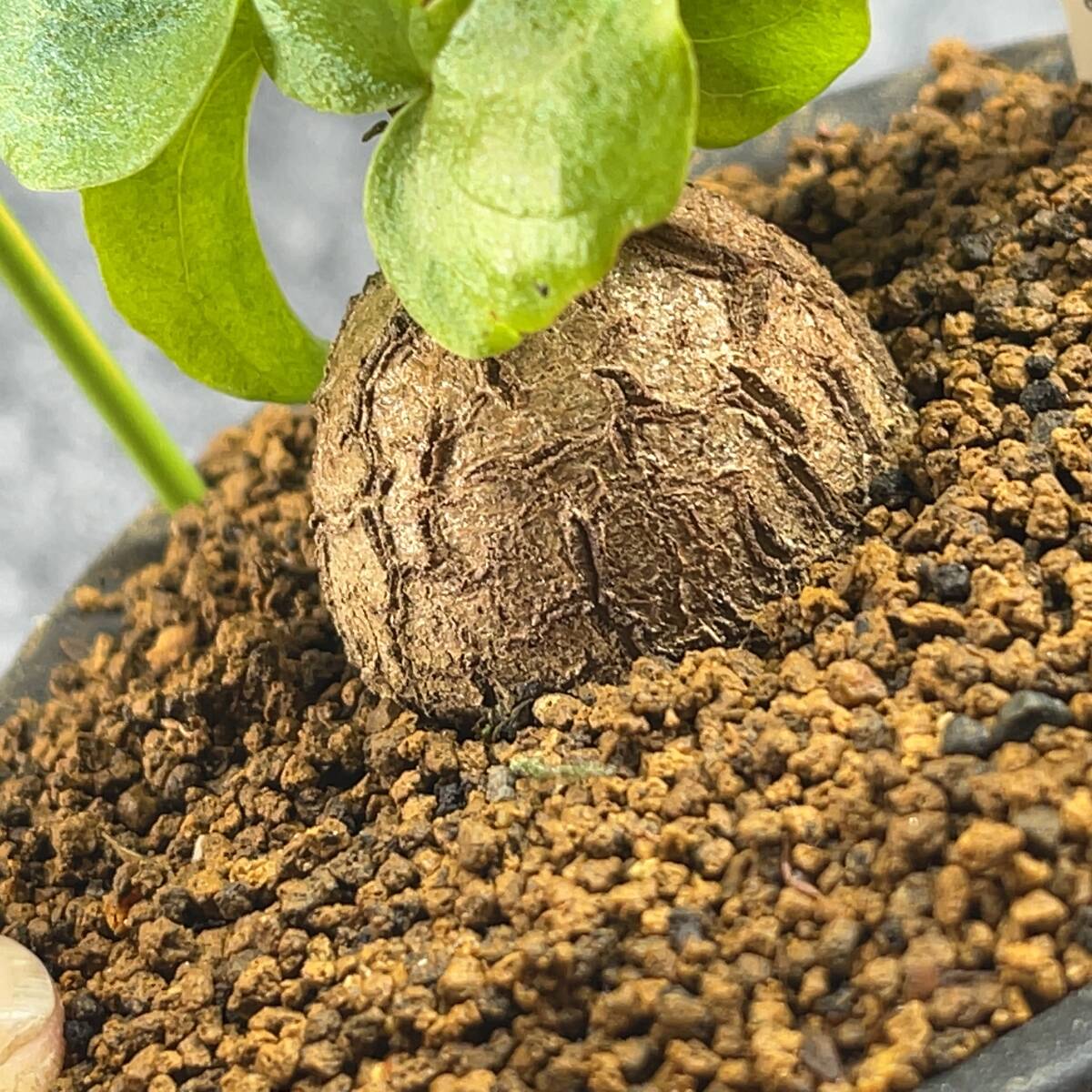 【鉢ごと発送】アフリカ型 亀甲竜 / Dioscorea elephantipes / 4号鉢 / 塊根・多肉植物【現品】 24-3-14-21_画像1