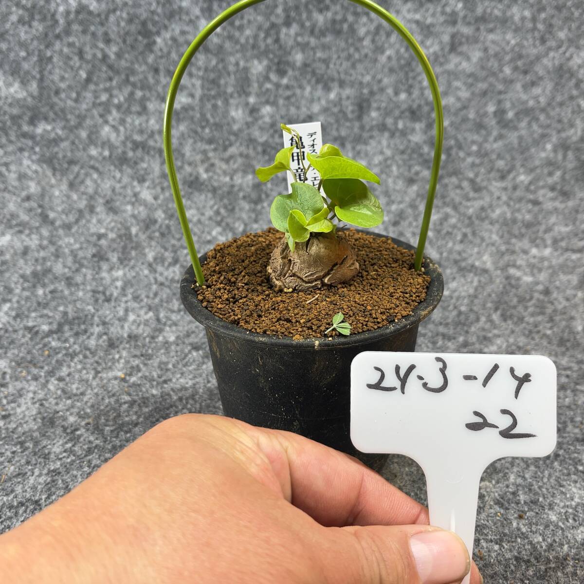 【鉢ごと発送】アフリカ型 亀甲竜 / Dioscorea elephantipes / 4号鉢 / 塊根・多肉植物【現品】 24-3-14-22_画像4