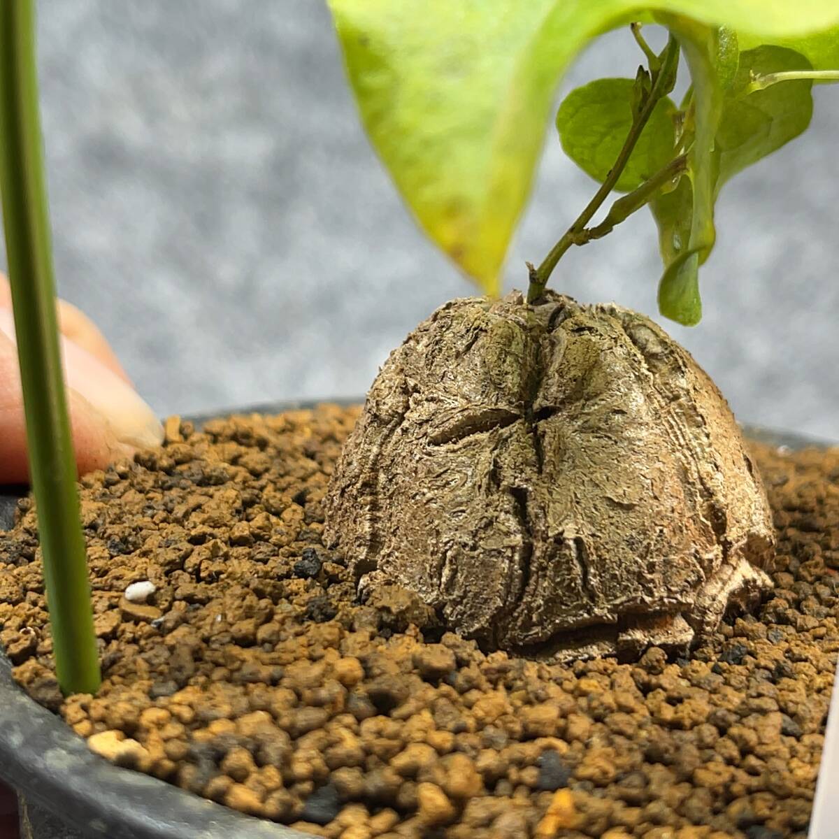 【鉢ごと発送】アフリカ型 亀甲竜 / Dioscorea elephantipes / 4号鉢 / 塊根・多肉植物【現品】 24-3-14-26_画像3