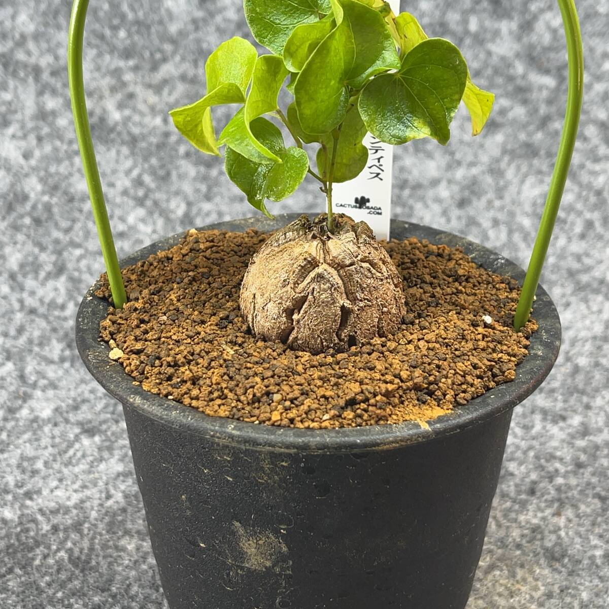 【鉢ごと発送】アフリカ型 亀甲竜 / Dioscorea elephantipes / 4号鉢 / 塊根・多肉植物【現品】 24-3-14-26_画像5