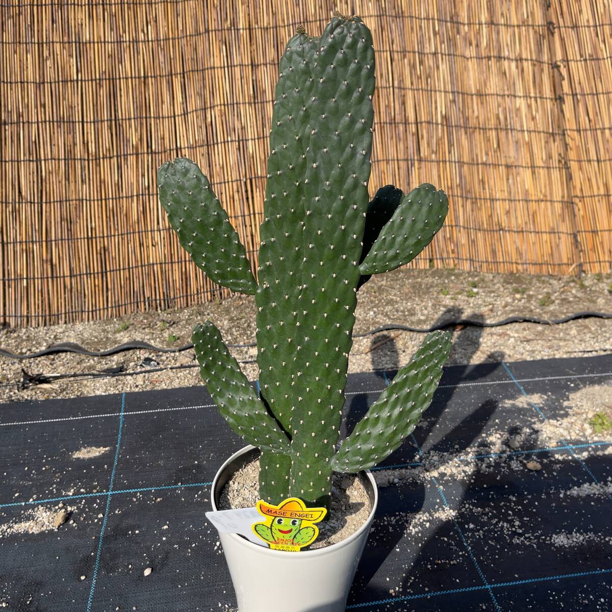 【鉢ごと発送】バンザイサボテン 墨烏帽子（スミエボシ）2本柱 / Opuntia rubescens / 5号鉢 / 塊根・多肉植物【現品】 24-3-18-01_画像4