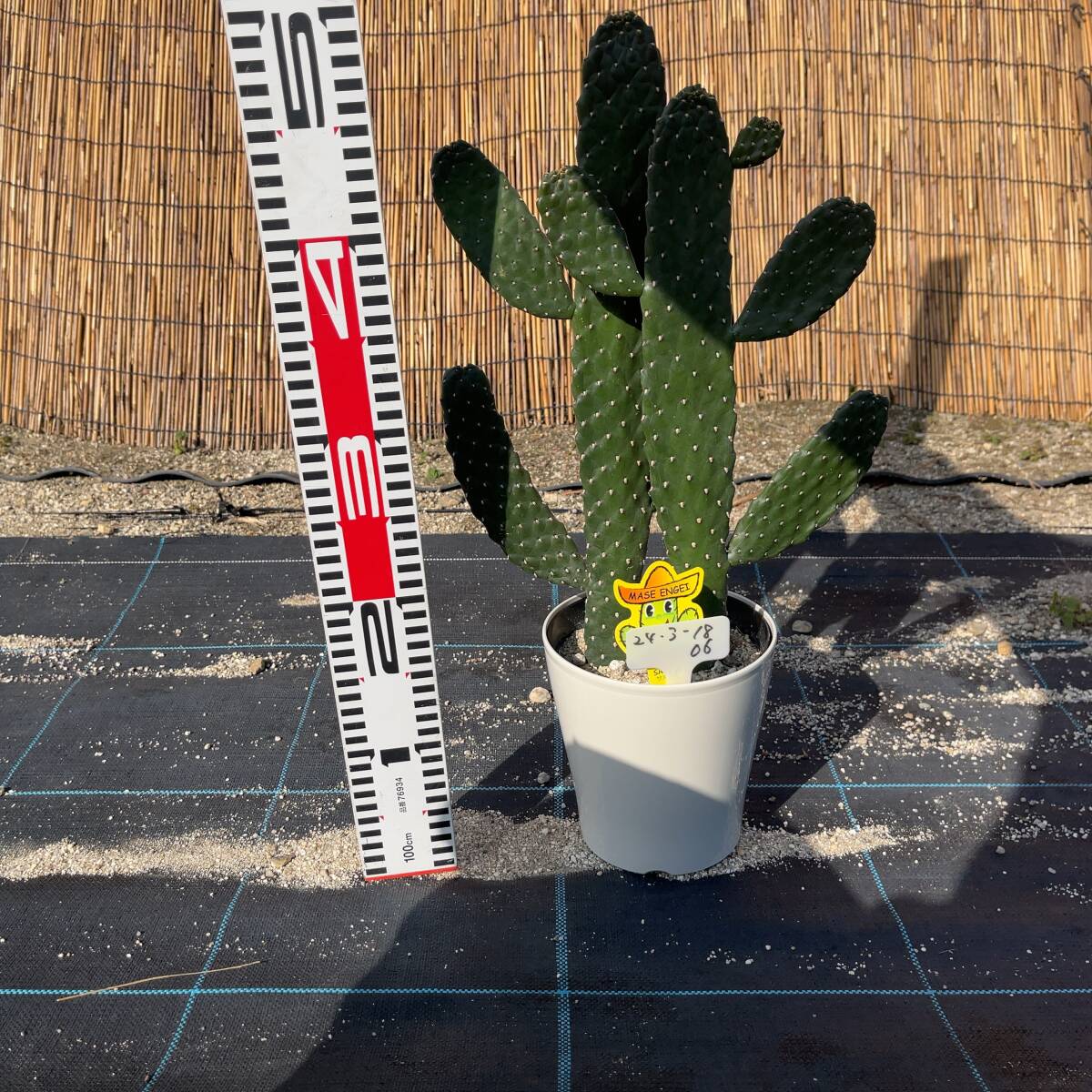 【鉢ごと発送】バンザイサボテン 墨烏帽子（スミエボシ）2本柱 / Opuntia rubescens / 5号鉢 / 塊根・多肉植物【現品】 24-3-18-06_画像4