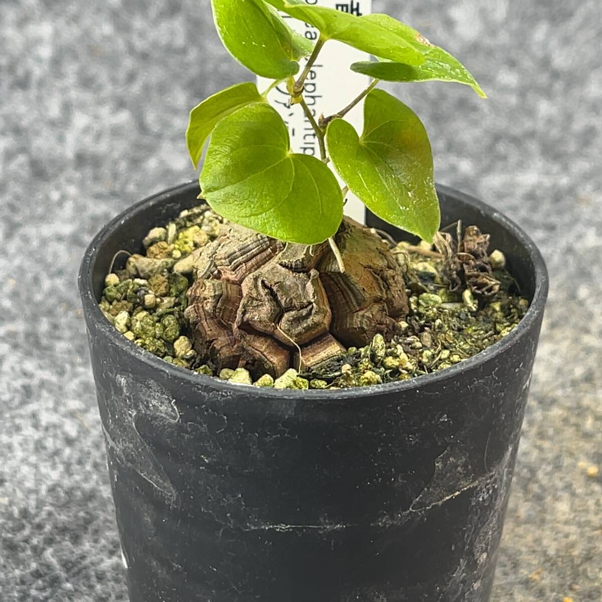 【鉢ごと発送】アフリカ型 亀甲竜 / Dioscorea elephantipes / 2.5号鉢 / 塊根・多肉植物【現品】 24-3-21-01_画像5