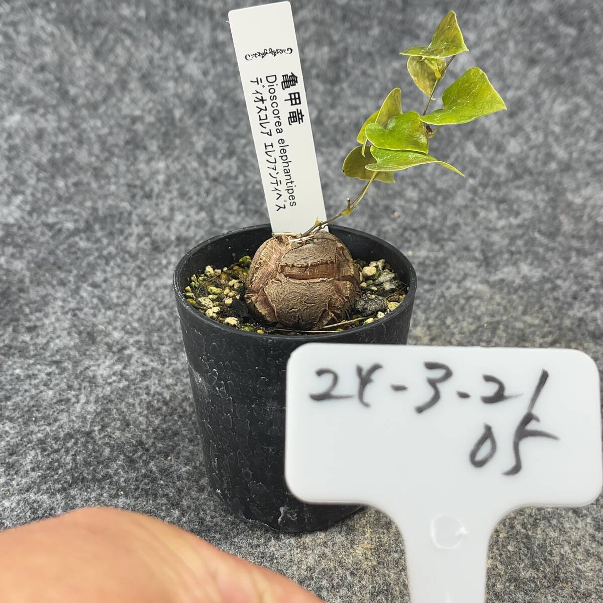 【鉢ごと発送】アフリカ型 亀甲竜 / Dioscorea elephantipes / 2.5号鉢 / 塊根・多肉植物【現品】 24-3-21-05_画像5