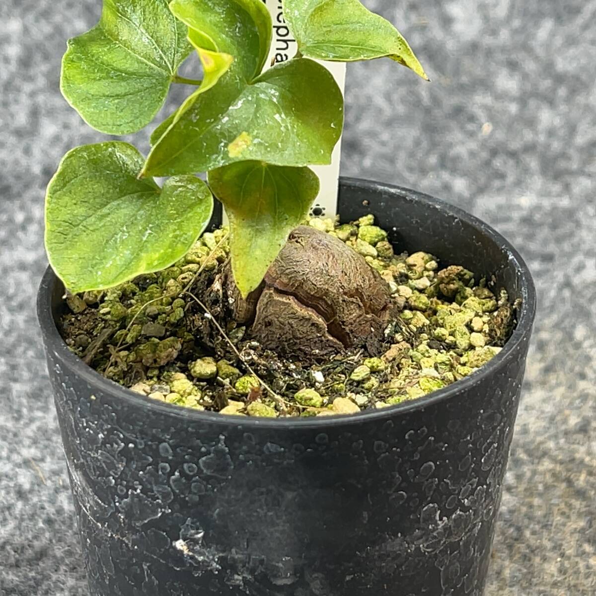 【鉢ごと発送】アフリカ型 亀甲竜 / Dioscorea elephantipes / 2.5号鉢 / 塊根・多肉植物【現品】 24-3-21-08_画像6