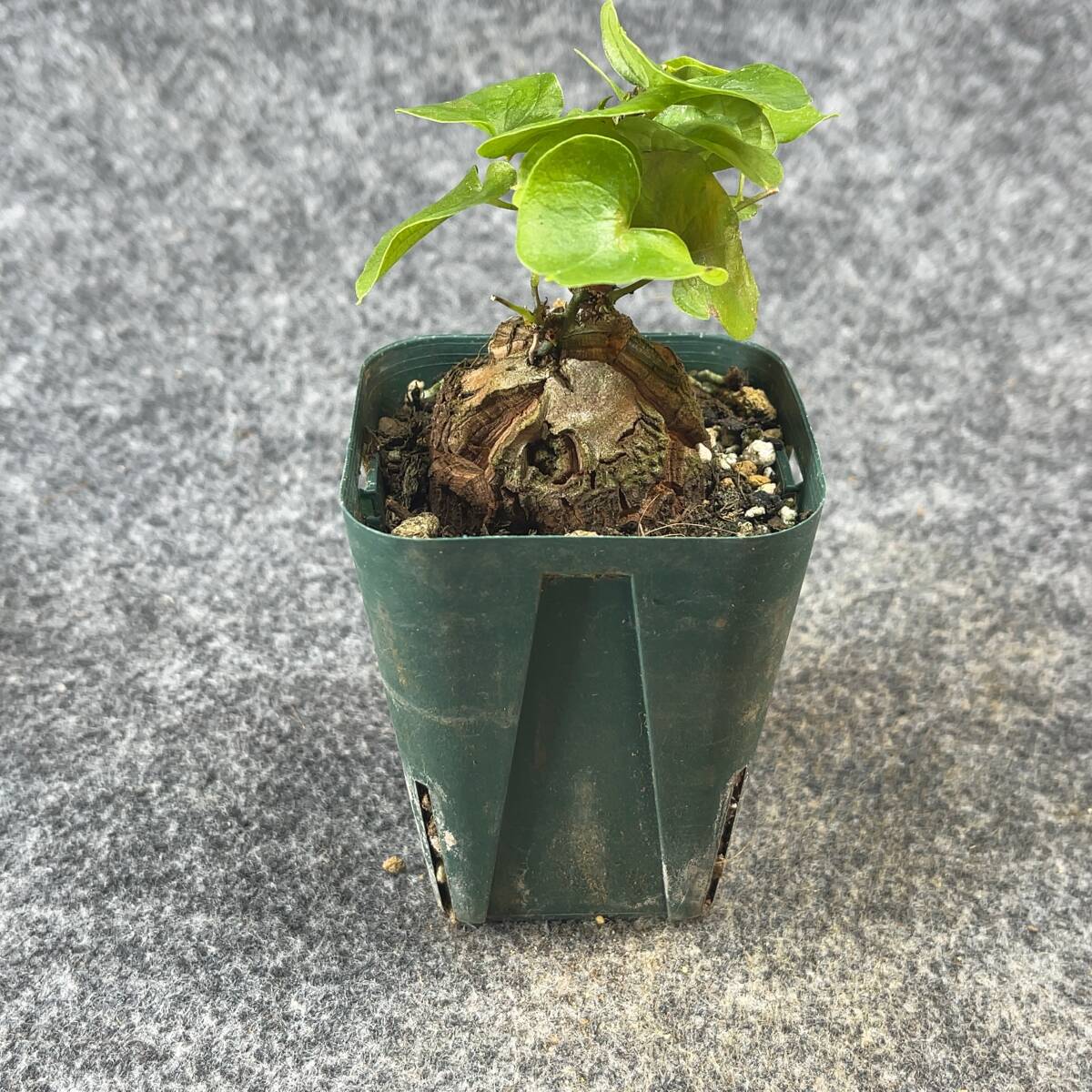 【鉢ごと発送】アフリカ型 亀甲竜 / Dioscorea elephantipes / 2.5号鉢 / 塊根・多肉植物【現品】 24-3-21-21_画像4