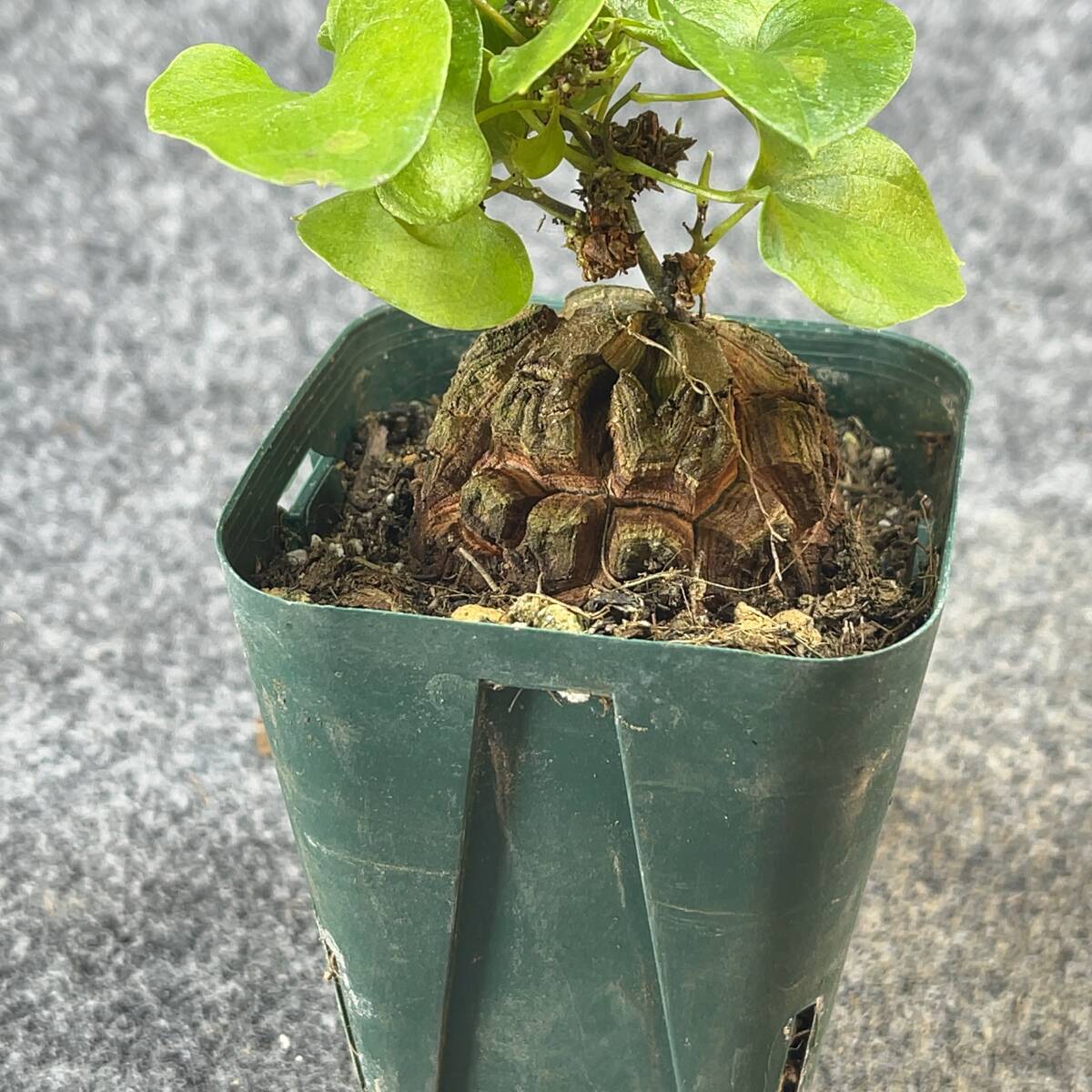 【鉢ごと発送】アフリカ型 亀甲竜 / Dioscorea elephantipes / 2.5号鉢 / 塊根・多肉植物【現品】 24-3-21-21_画像9