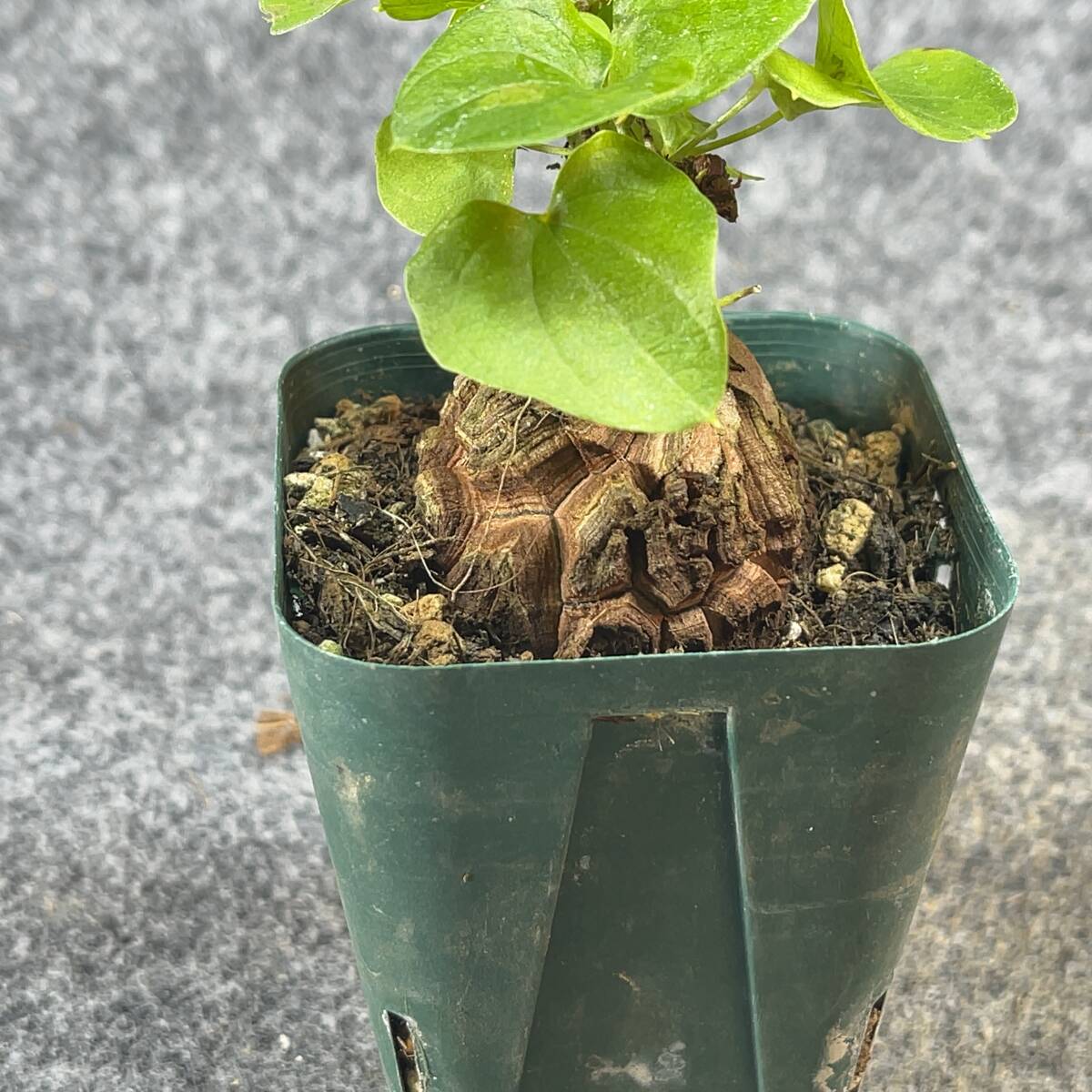 【鉢ごと発送】アフリカ型 亀甲竜 / Dioscorea elephantipes / 2.5号鉢 / 塊根・多肉植物【現品】 24-3-21-21_画像8