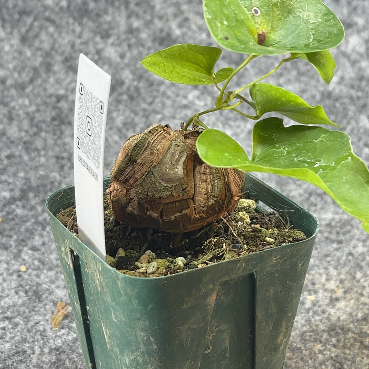 【鉢ごと発送】アフリカ型 亀甲竜 / Dioscorea elephantipes / 2.5号鉢 / 塊根・多肉植物【現品】 24-3-21-23_画像8