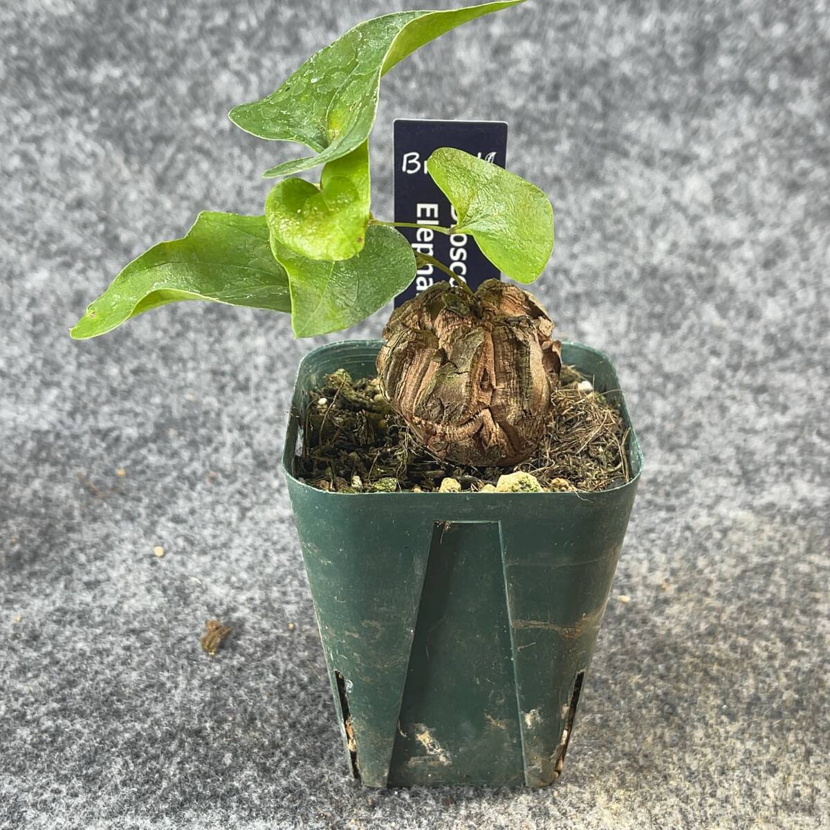 【鉢ごと発送】アフリカ型 亀甲竜 / Dioscorea elephantipes / 2.5号鉢 / 塊根・多肉植物【現品】 24-3-21-23_画像5