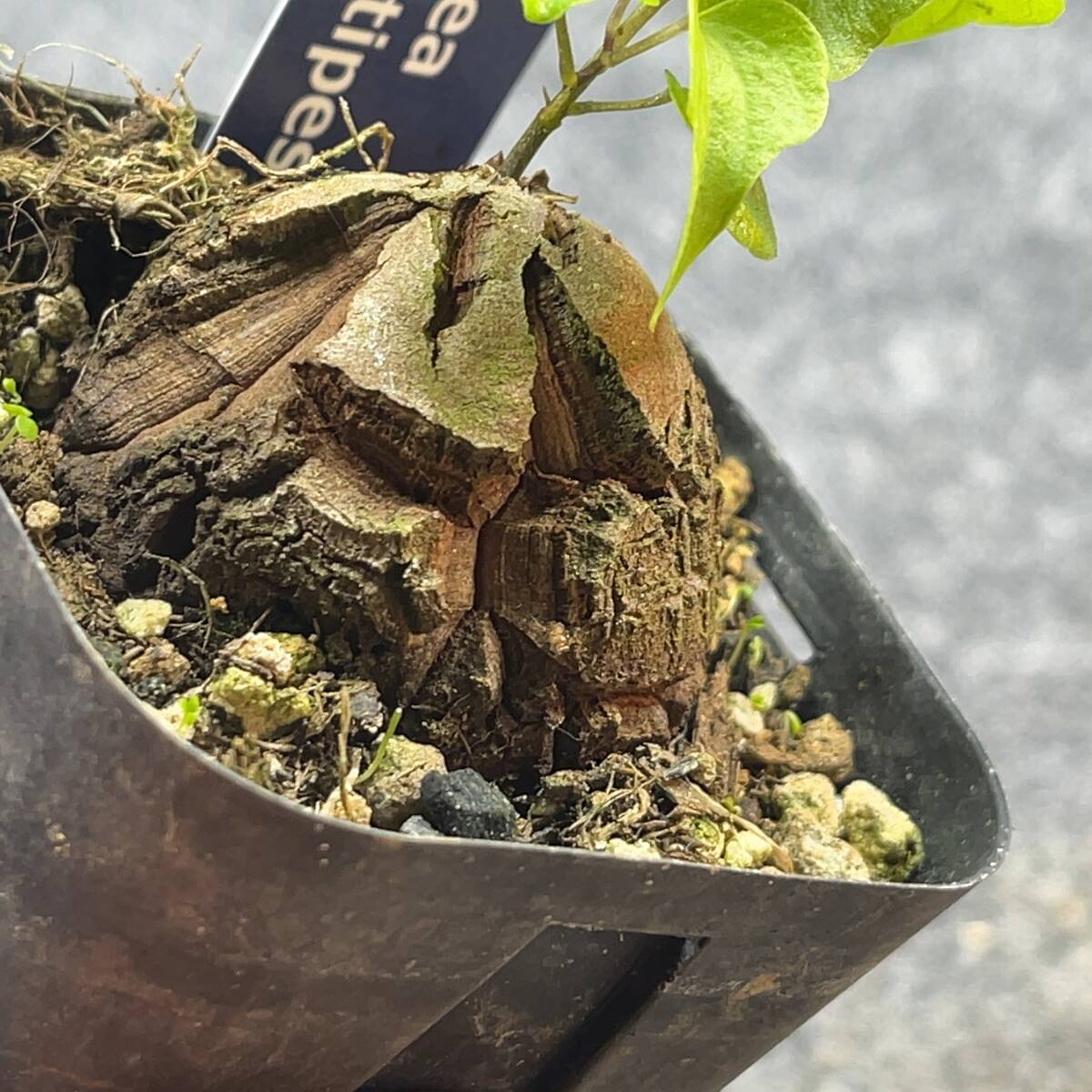 【鉢ごと発送】アフリカ型 亀甲竜 / Dioscorea elephantipes / 2.5号鉢 / 塊根・多肉植物【現品】 24-3-21-24_画像1