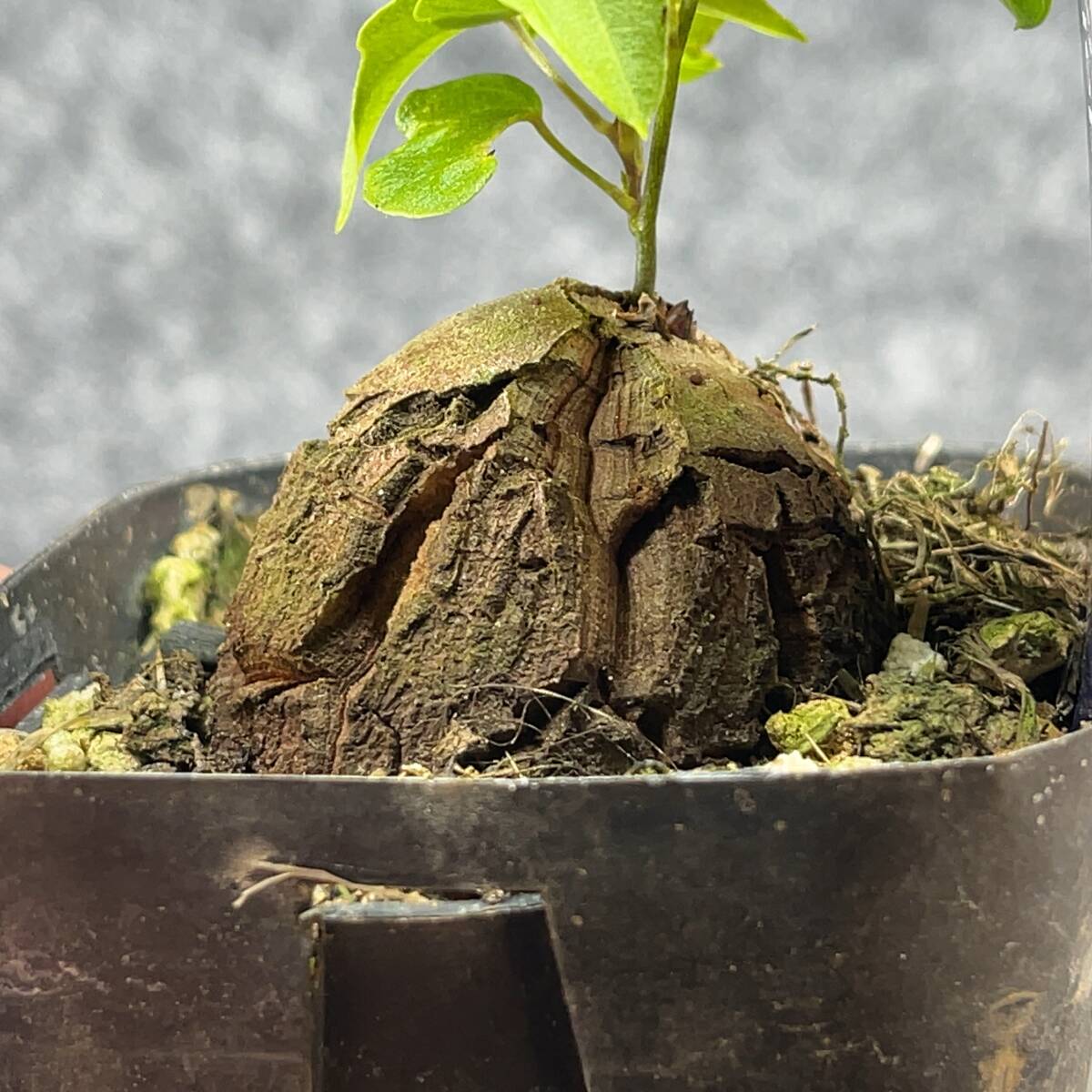 【鉢ごと発送】アフリカ型 亀甲竜 / Dioscorea elephantipes / 2.5号鉢 / 塊根・多肉植物【現品】 24-3-21-24_画像3