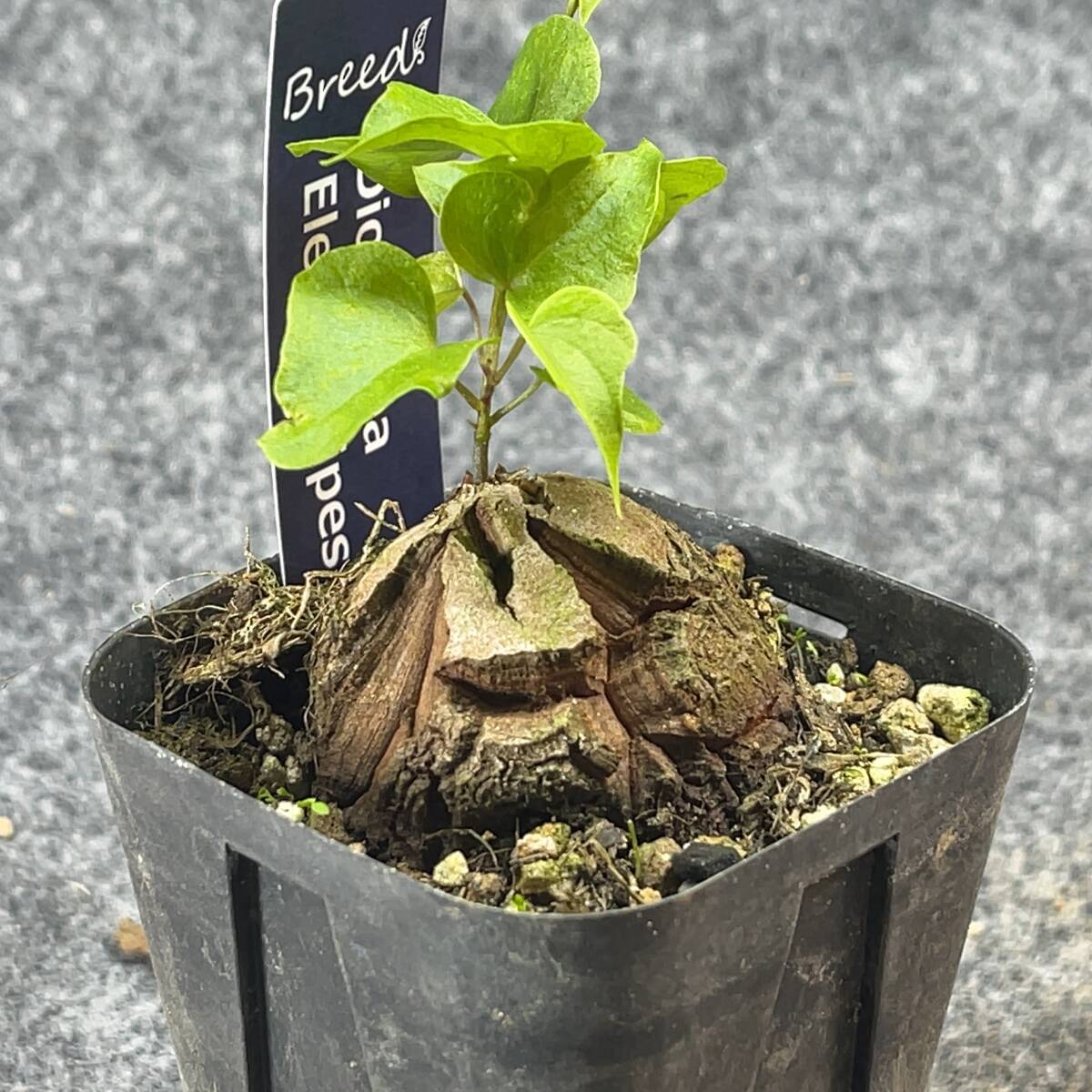 【鉢ごと発送】アフリカ型 亀甲竜 / Dioscorea elephantipes / 2.5号鉢 / 塊根・多肉植物【現品】 24-3-21-24_画像7