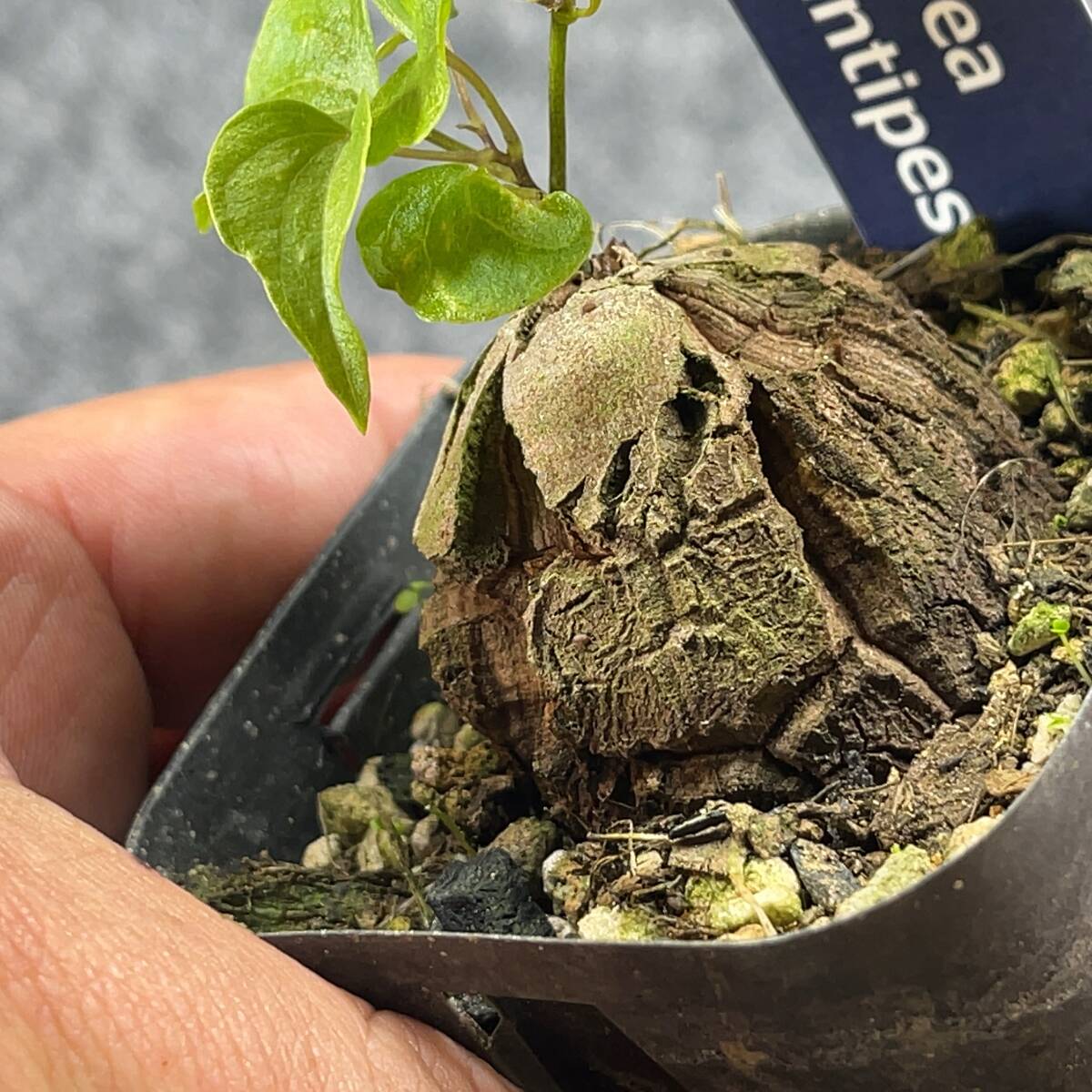 【鉢ごと発送】アフリカ型 亀甲竜 / Dioscorea elephantipes / 2.5号鉢 / 塊根・多肉植物【現品】 24-3-21-24_画像2