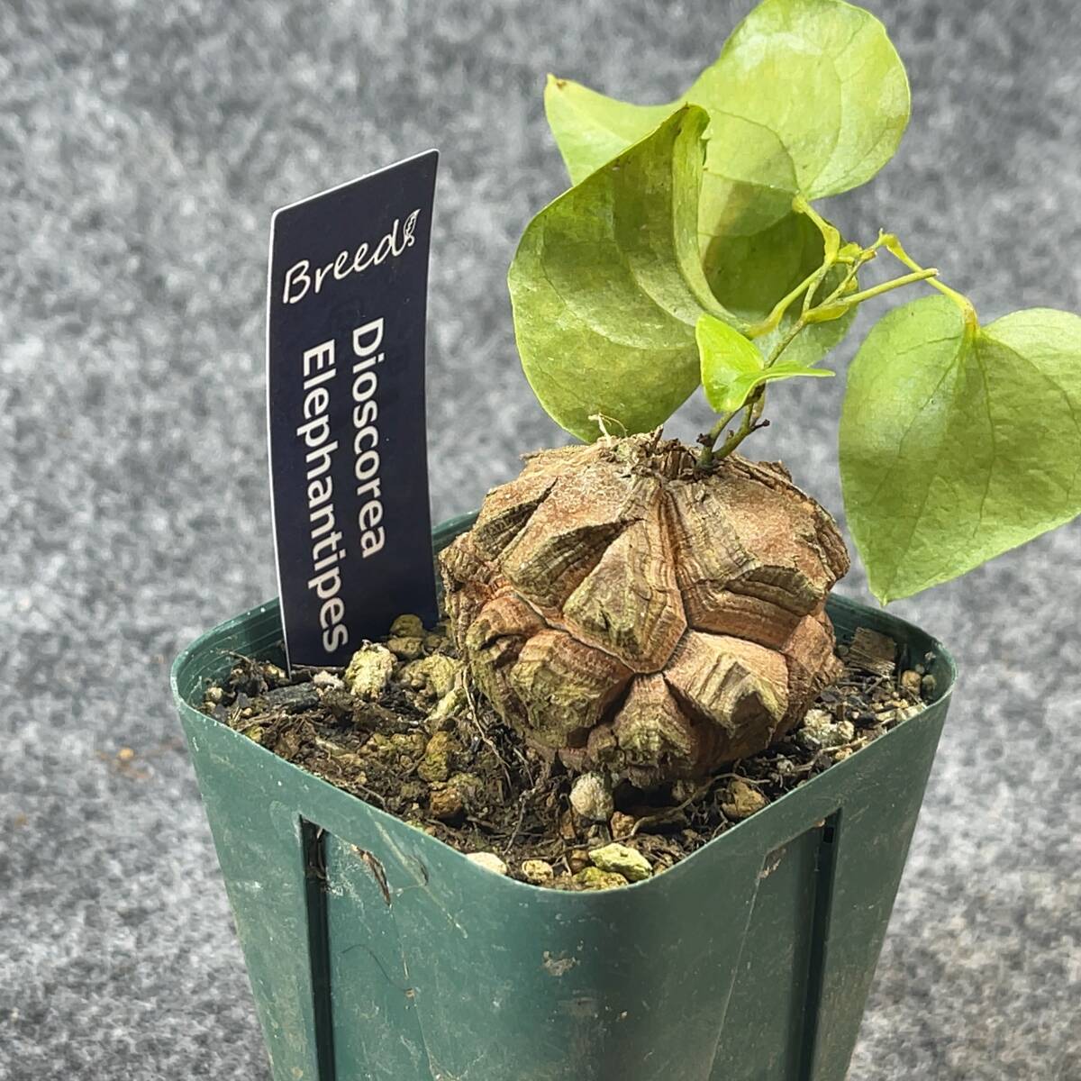 【鉢ごと発送】アフリカ型 亀甲竜 / Dioscorea elephantipes / 2.5号鉢 / 塊根・多肉植物【現品】 24-3-21-29_画像7