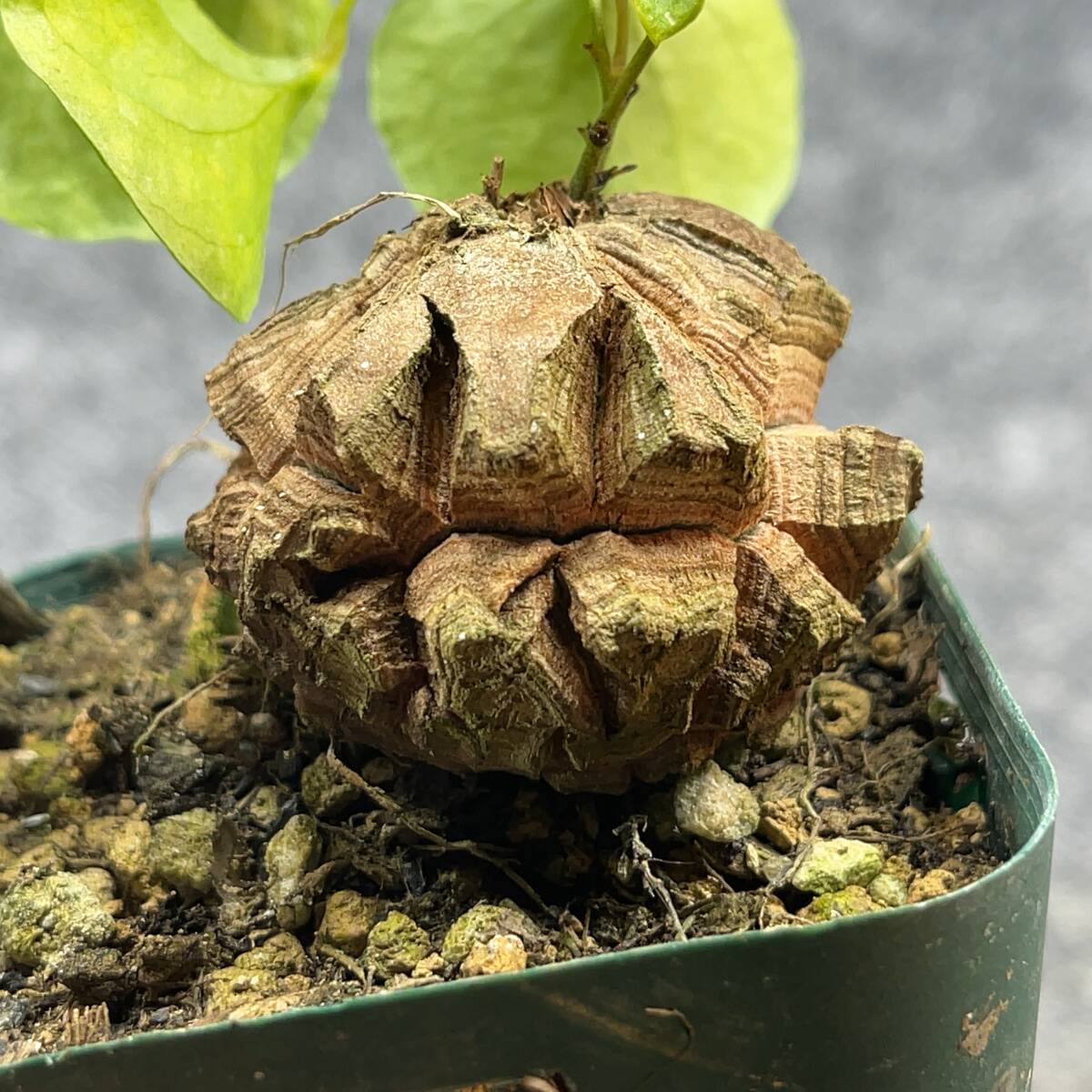 【鉢ごと発送】アフリカ型 亀甲竜 / Dioscorea elephantipes / 2.5号鉢 / 塊根・多肉植物【現品】 24-3-21-29_画像2