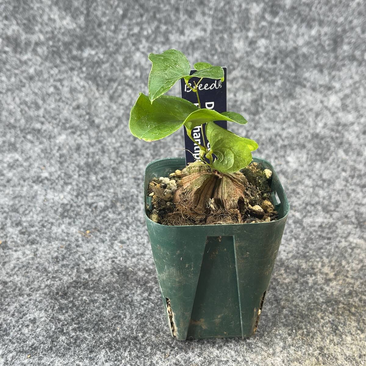 【鉢ごと発送】アフリカ型 亀甲竜 / Dioscorea elephantipes / 2.5号鉢 / 塊根・多肉植物【現品】 24-3-21-30_画像5