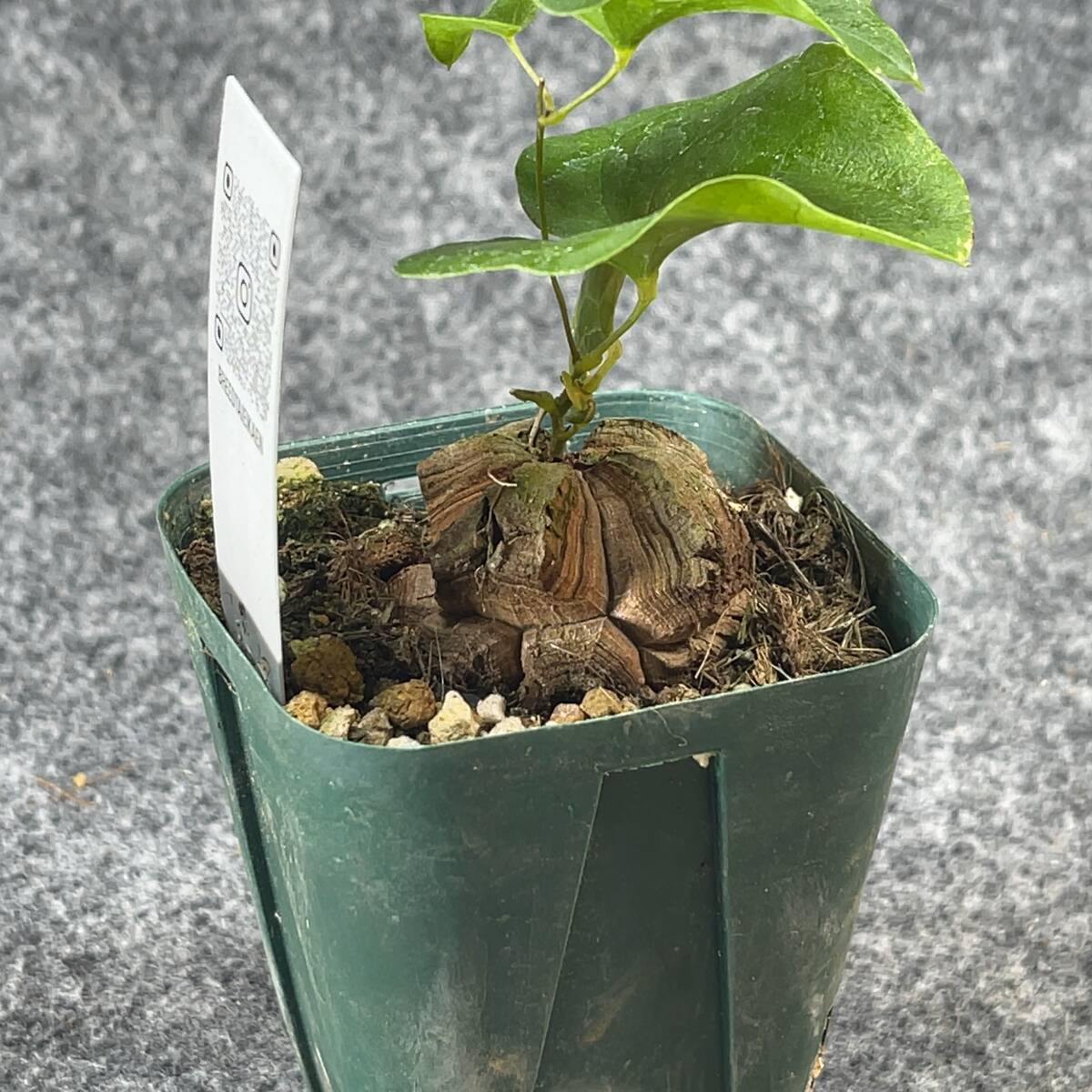 【鉢ごと発送】アフリカ型 亀甲竜 / Dioscorea elephantipes / 2.5号鉢 / 塊根・多肉植物【現品】 24-3-21-30_画像8