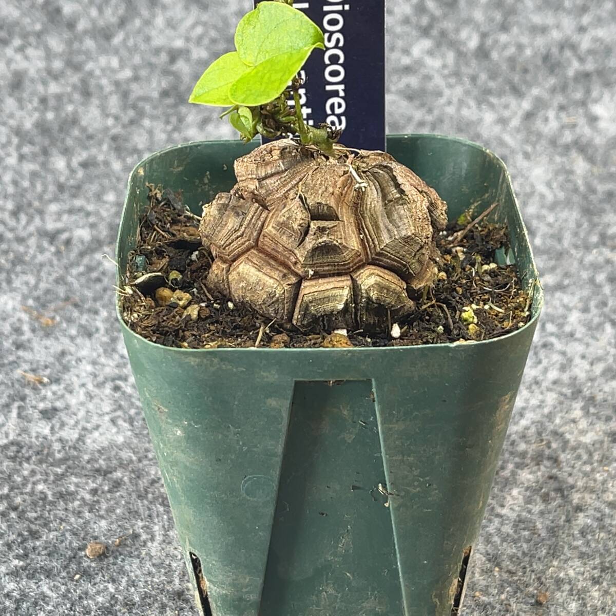 【鉢ごと発送】アフリカ型 亀甲竜 / Dioscorea elephantipes / 2.5号鉢 / 塊根・多肉植物【現品】 24-3-21-35_画像6