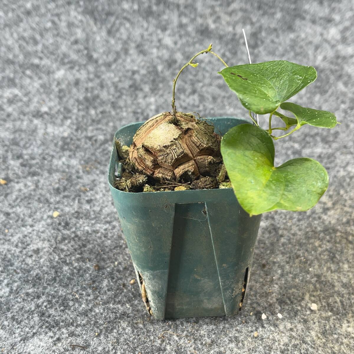 【鉢ごと発送】アフリカ型 亀甲竜 / Dioscorea elephantipes / 2.5号鉢 / 塊根・多肉植物【現品】 24-3-21-39_画像9