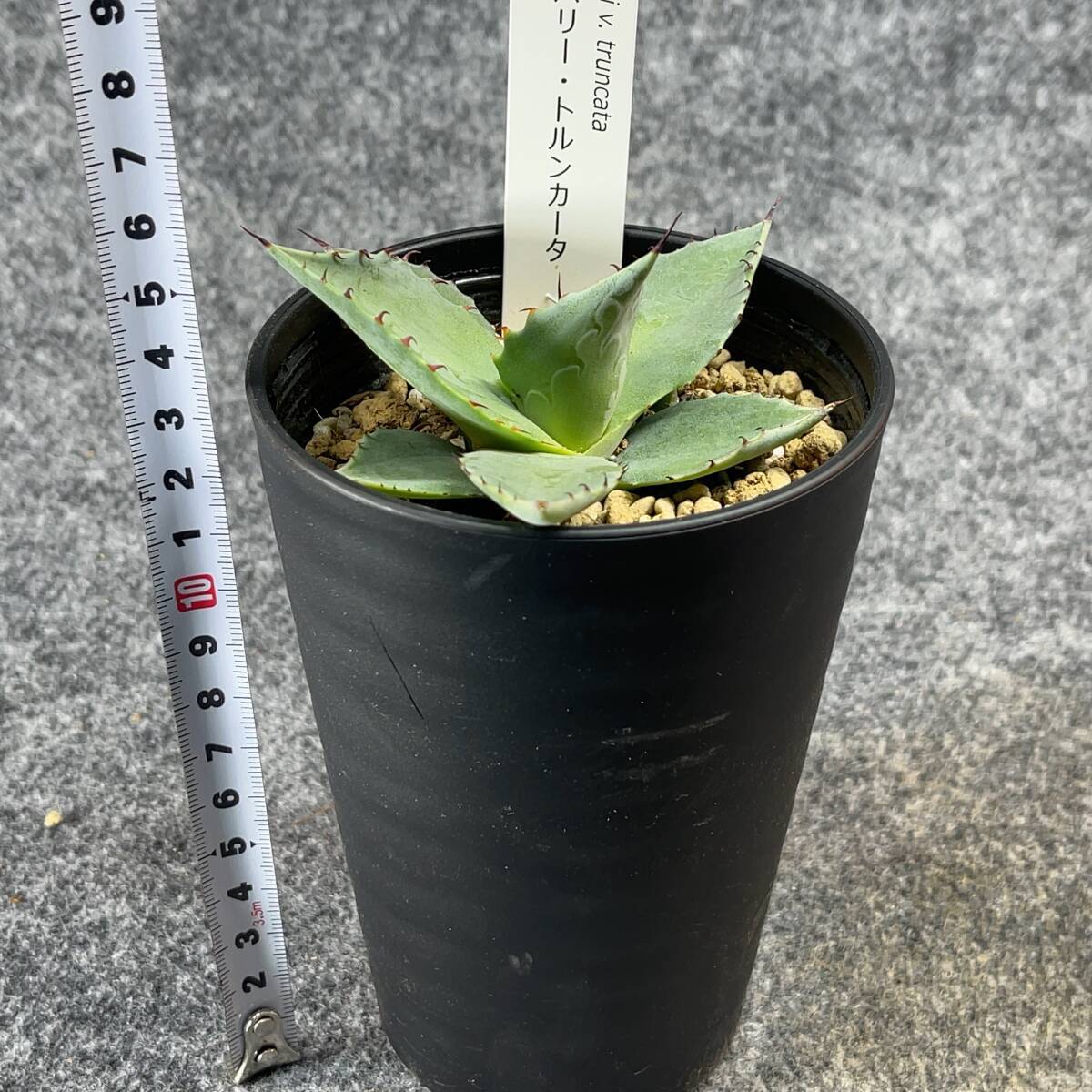 【鉢ごと発送】アガベ パリー トルンカータ/ Agave parryi v. truncata / 3.5号鉢 /【現品】24-3-21-50の画像6