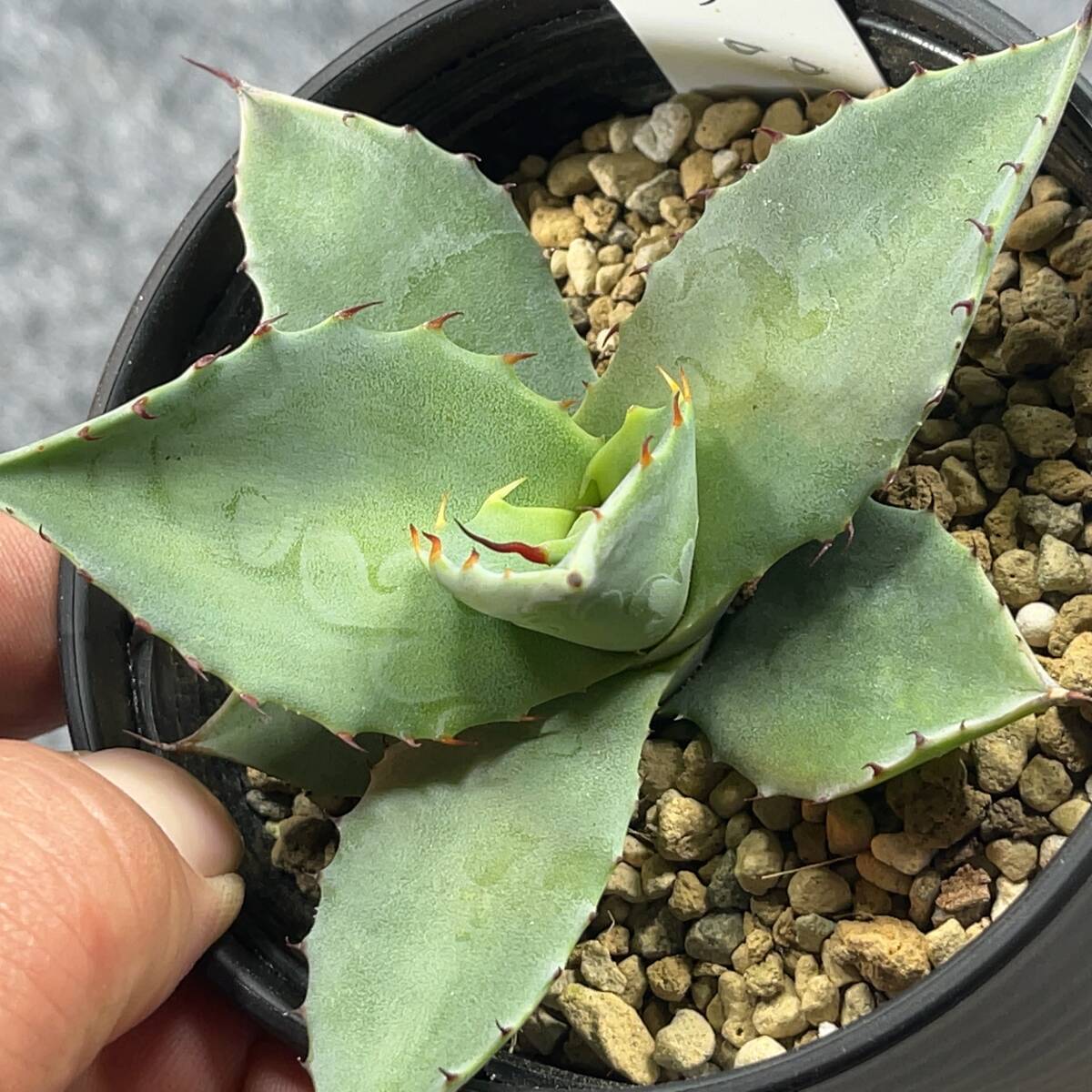 【鉢ごと発送】アガベ パリー トルンカータ/ Agave parryi v. truncata / 3.5号鉢 /【現品】24-3-21-50の画像2