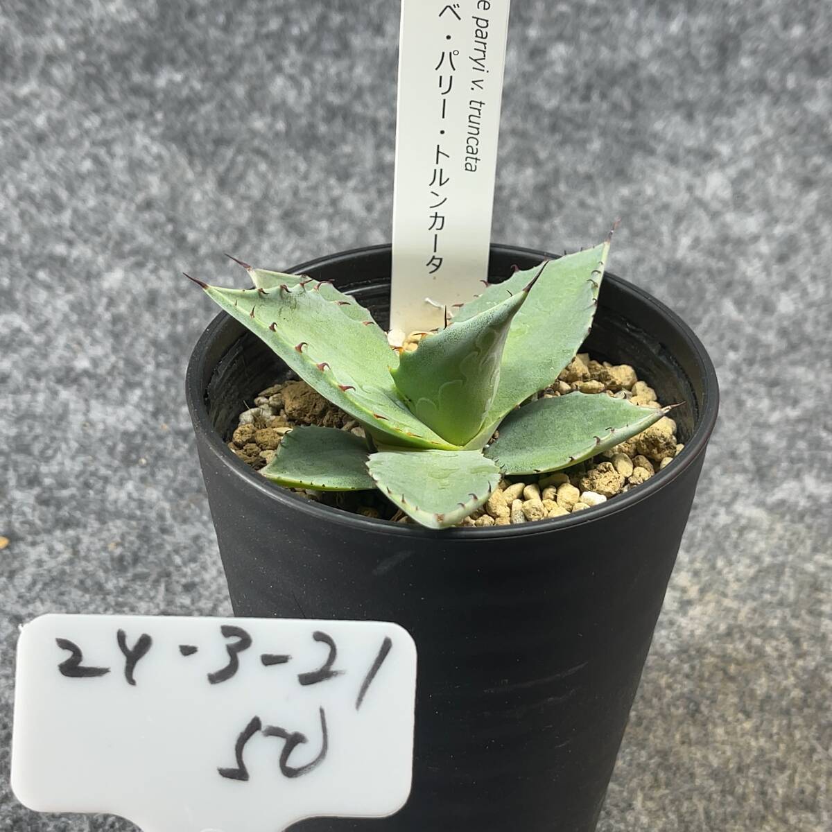 【鉢ごと発送】アガベ パリー トルンカータ/ Agave parryi v. truncata / 3.5号鉢 /【現品】24-3-21-50の画像5