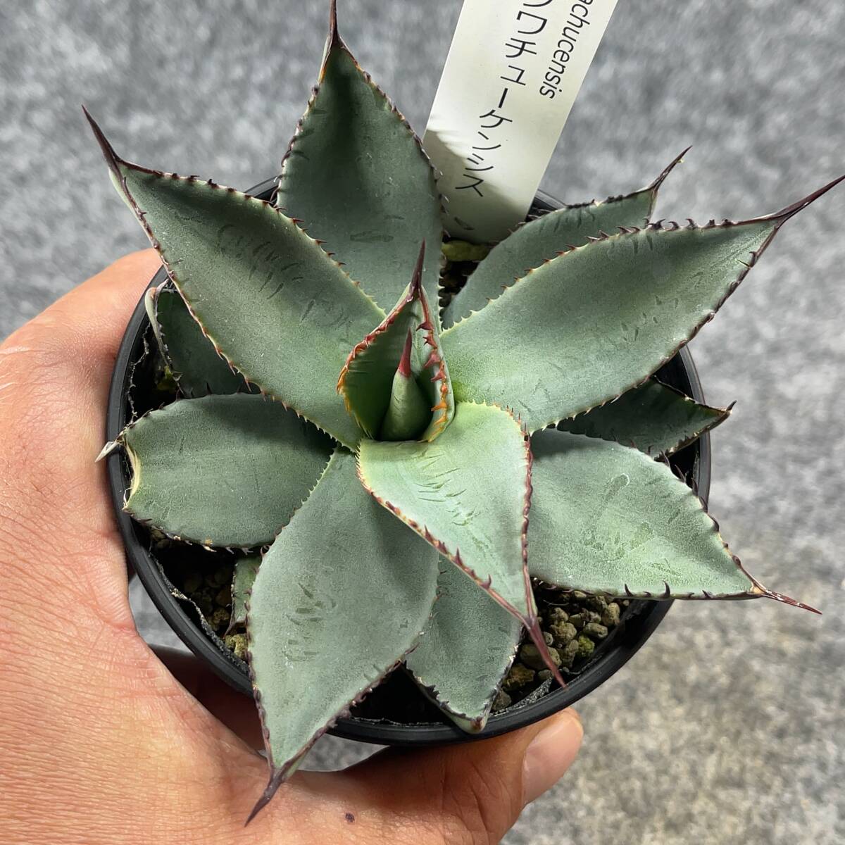 【鉢ごと発送】アガベ パリー ホーチエンシス(フワチューケンシス)/Agave parryi var. huachucensis/ 3.5号鉢 /【現品】24-3-21-56_画像3