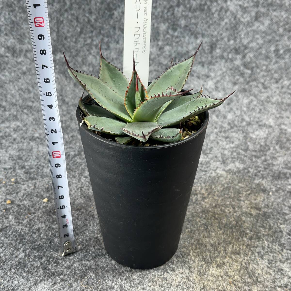 【鉢ごと発送】アガベ パリー ホーチエンシス(フワチューケンシス)/Agave parryi var. huachucensis/ 3.5号鉢 /【現品】24-3-21-56_画像5