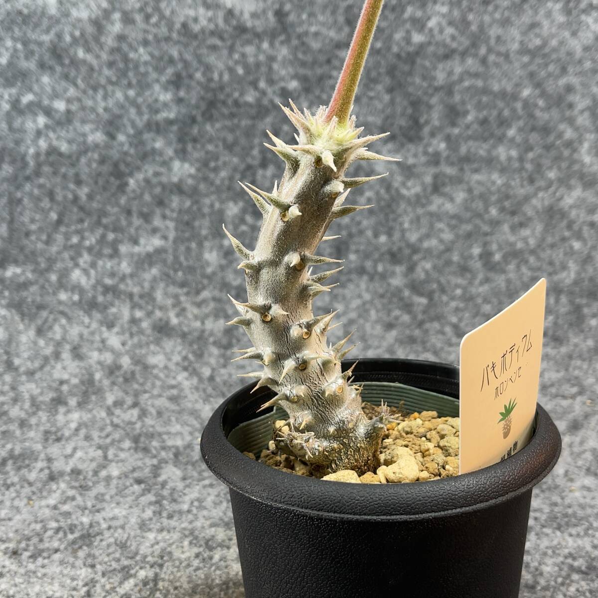 【鉢ごと発送】パキポディウム ホロンベンセ / Pachypodium horombense/ 3.5号鉢 【現品】24-3-26-01_画像8