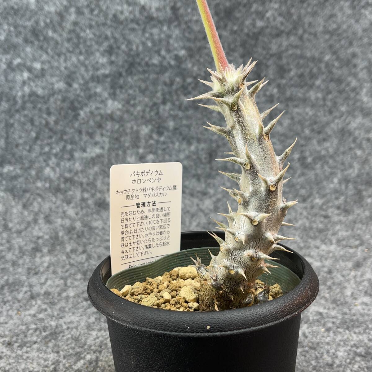 【鉢ごと発送】パキポディウム ホロンベンセ / Pachypodium horombense/ 3.5号鉢 【現品】24-3-26-01_画像6