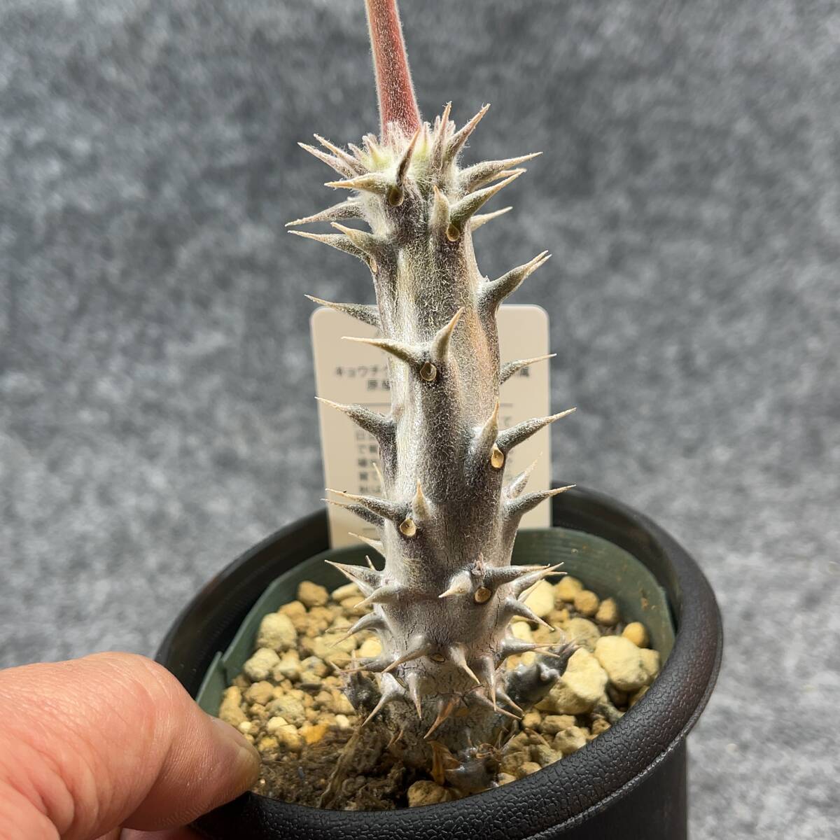 【鉢ごと発送】パキポディウム ホロンベンセ / Pachypodium horombense/ 3.5号鉢 【現品】24-3-26-01_画像3