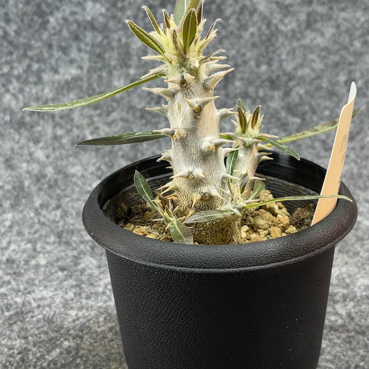 【鉢ごと発送】パキポディウム ホロンベンセ / Pachypodium horombense/ 3.5号鉢 【現品】24-3-26-10_画像9