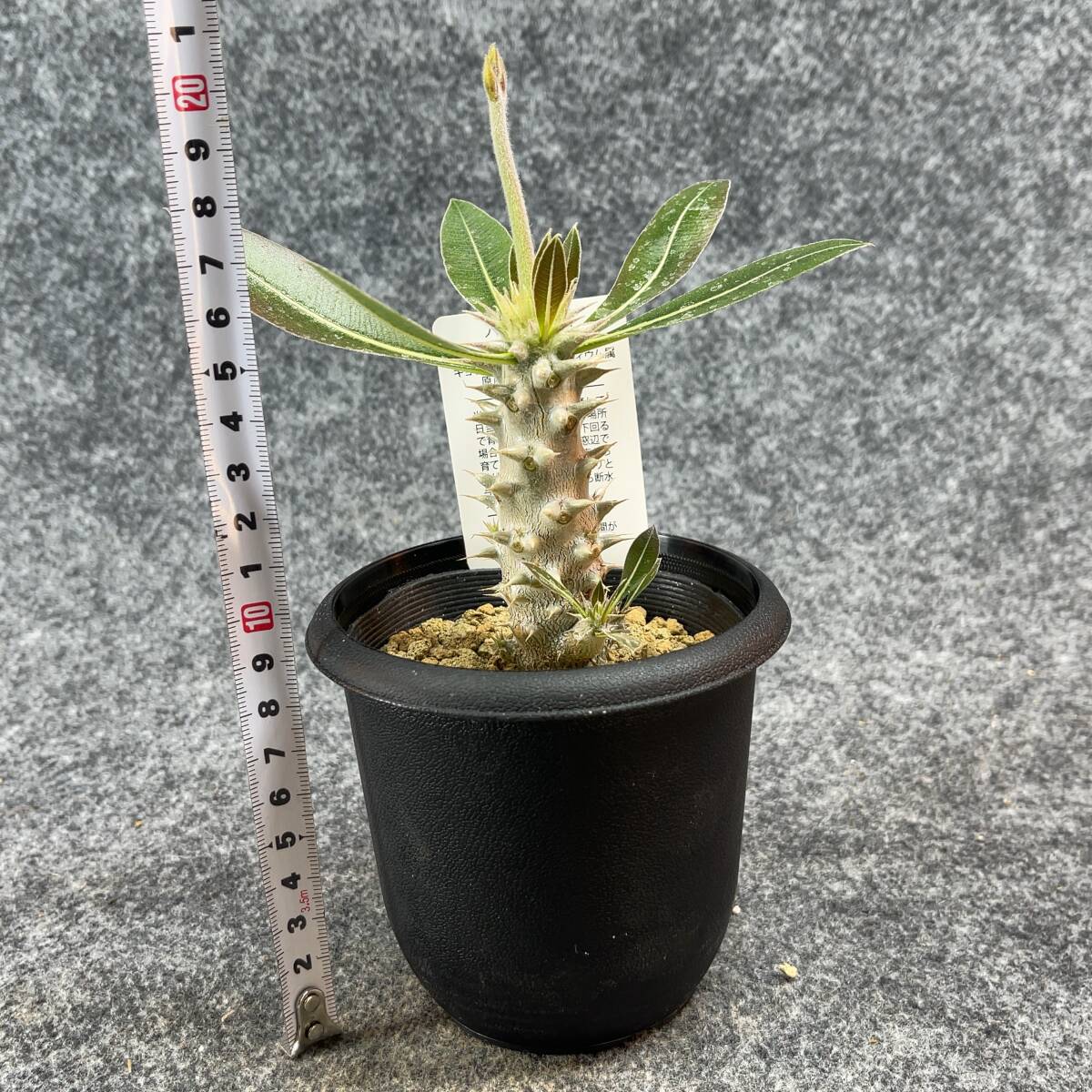 【鉢ごと発送】パキポディウム ホロンベンセ / Pachypodium horombense/ 3.5号鉢 【現品】24-3-26-12_画像10