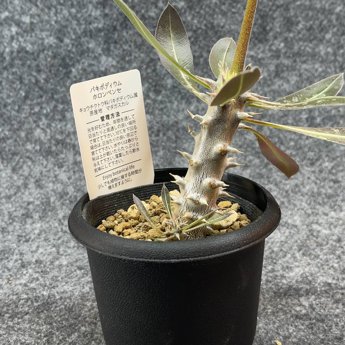 【鉢ごと発送】パキポディウム ホロンベンセ / Pachypodium horombense/ 3.5号鉢 【現品】24-3-26-13_画像7