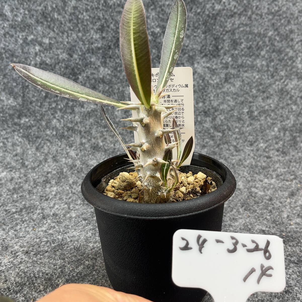 【鉢ごと発送】パキポディウム ホロンベンセ / Pachypodium horombense/ 3.5号鉢 【現品】24-3-26-14_画像4