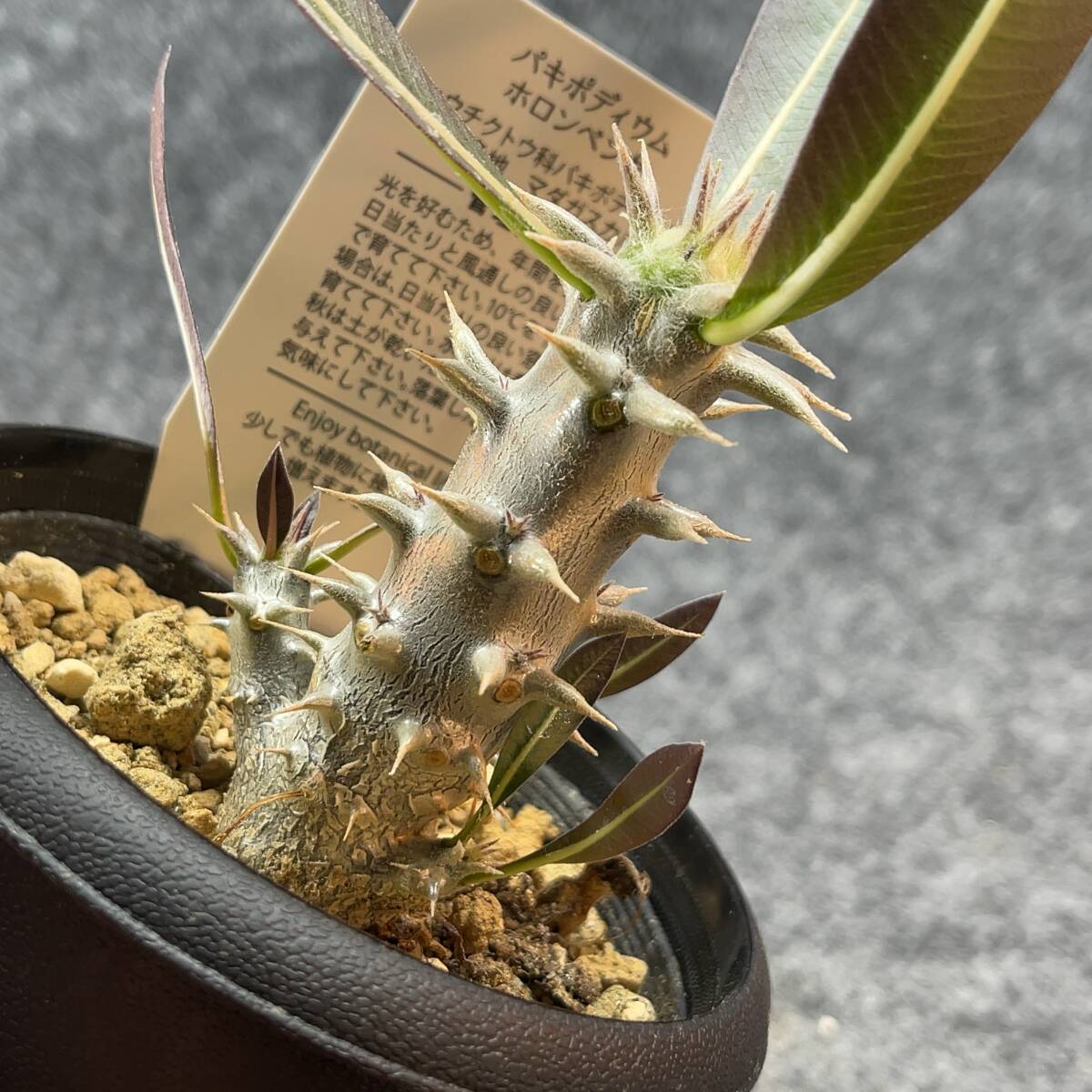 【鉢ごと発送】パキポディウム ホロンベンセ / Pachypodium horombense/ 3.5号鉢 【現品】24-3-26-14_画像1