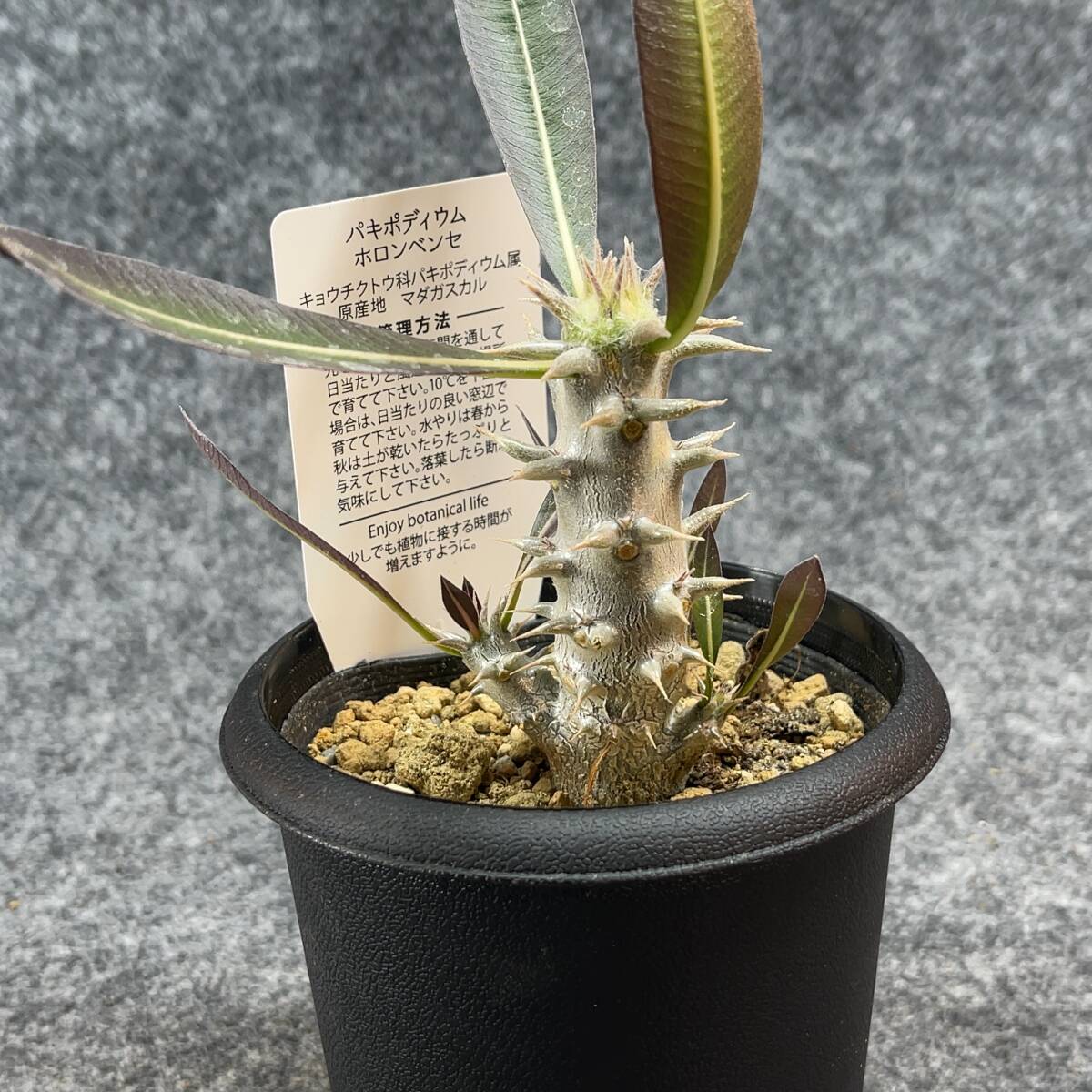 【鉢ごと発送】パキポディウム ホロンベンセ / Pachypodium horombense/ 3.5号鉢 【現品】24-3-26-14_画像6