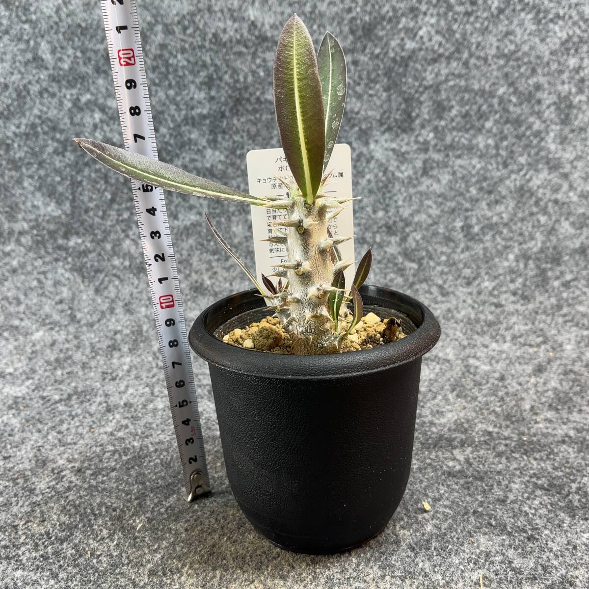 【鉢ごと発送】パキポディウム ホロンベンセ / Pachypodium horombense/ 3.5号鉢 【現品】24-3-26-14_画像10