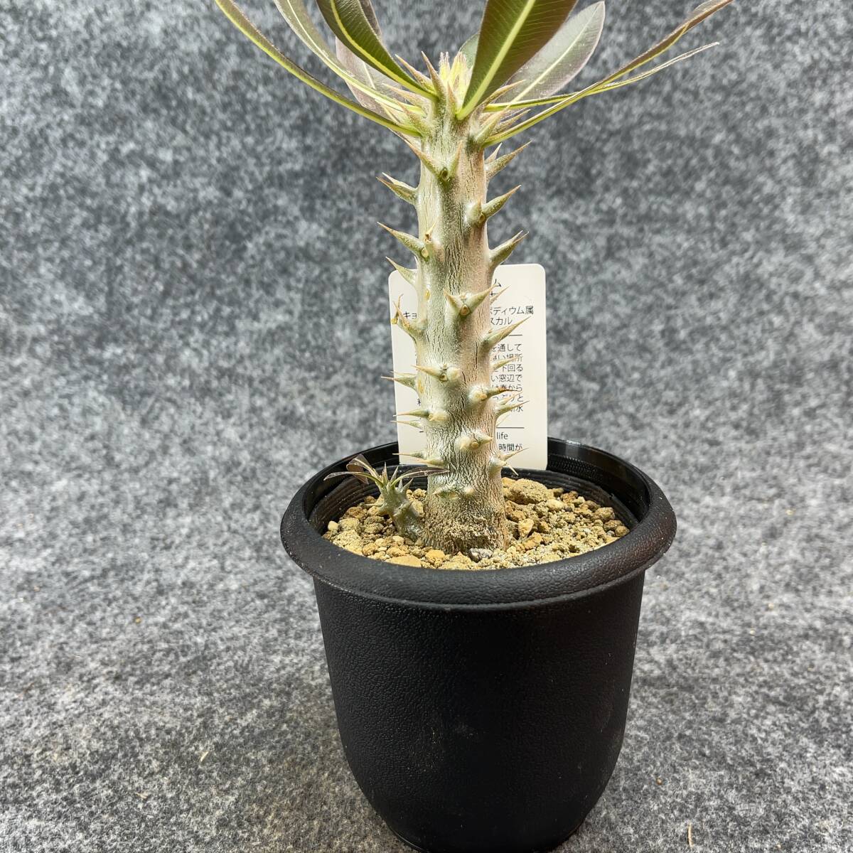 【鉢ごと発送】パキポディウム ホロンベンセ / Pachypodium horombense/ 3.5号鉢 【現品】24-3-26-16_画像5