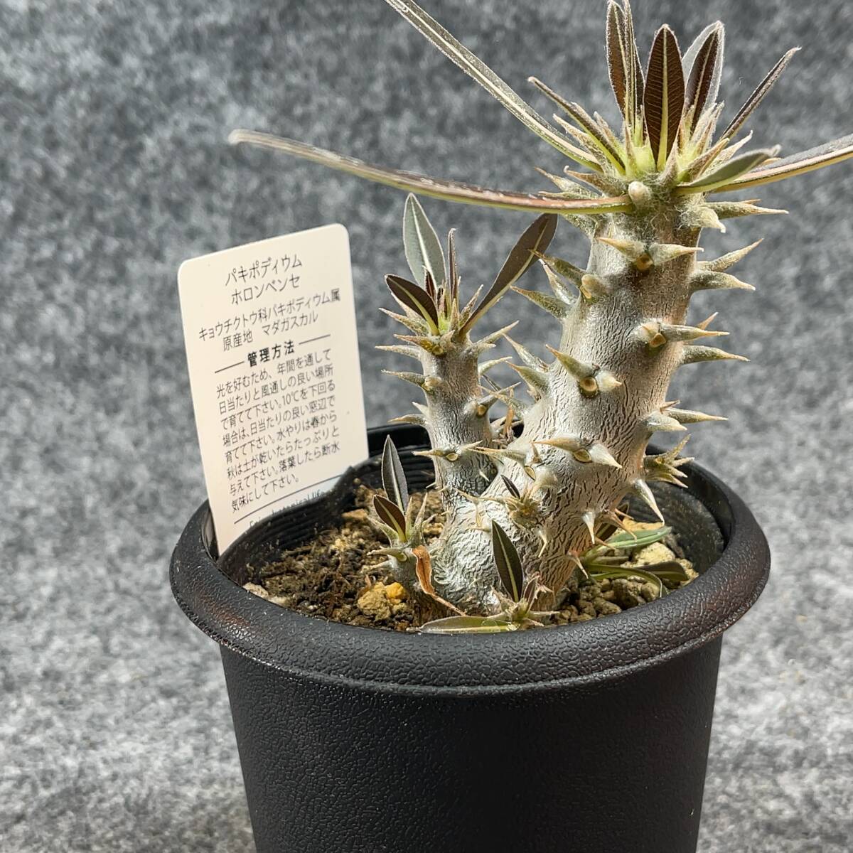 【鉢ごと発送】パキポディウム ホロンベンセ / Pachypodium horombense/ 3.5号鉢 【現品】24-3-26-19_画像7