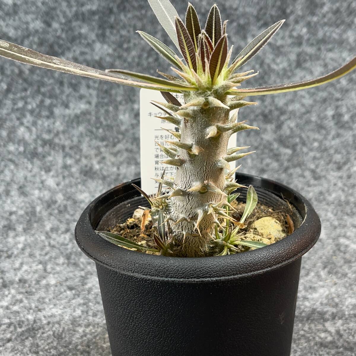 【鉢ごと発送】パキポディウム ホロンベンセ / Pachypodium horombense/ 3.5号鉢 【現品】24-3-26-19_画像3