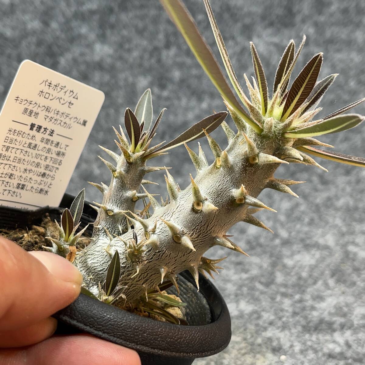 【鉢ごと発送】パキポディウム ホロンベンセ / Pachypodium horombense/ 3.5号鉢 【現品】24-3-26-19_画像1