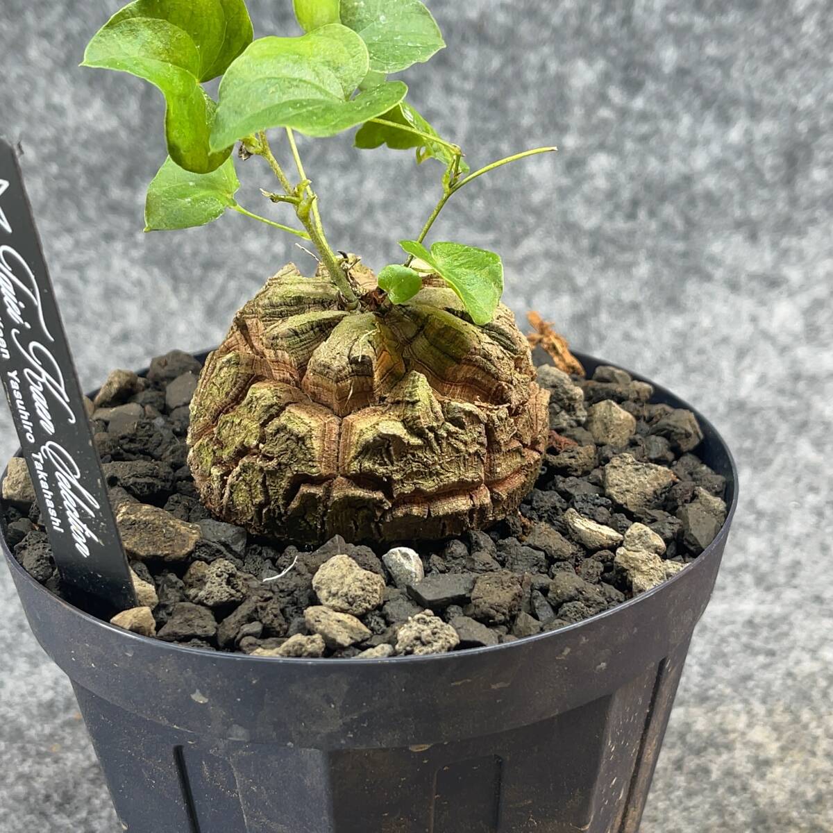 【鉢ごと発送】アフリカ型 亀甲竜 / Dioscorea elephantipes / 4号鉢 / 塊根・多肉植物【現品】 24-3-28-04_画像7