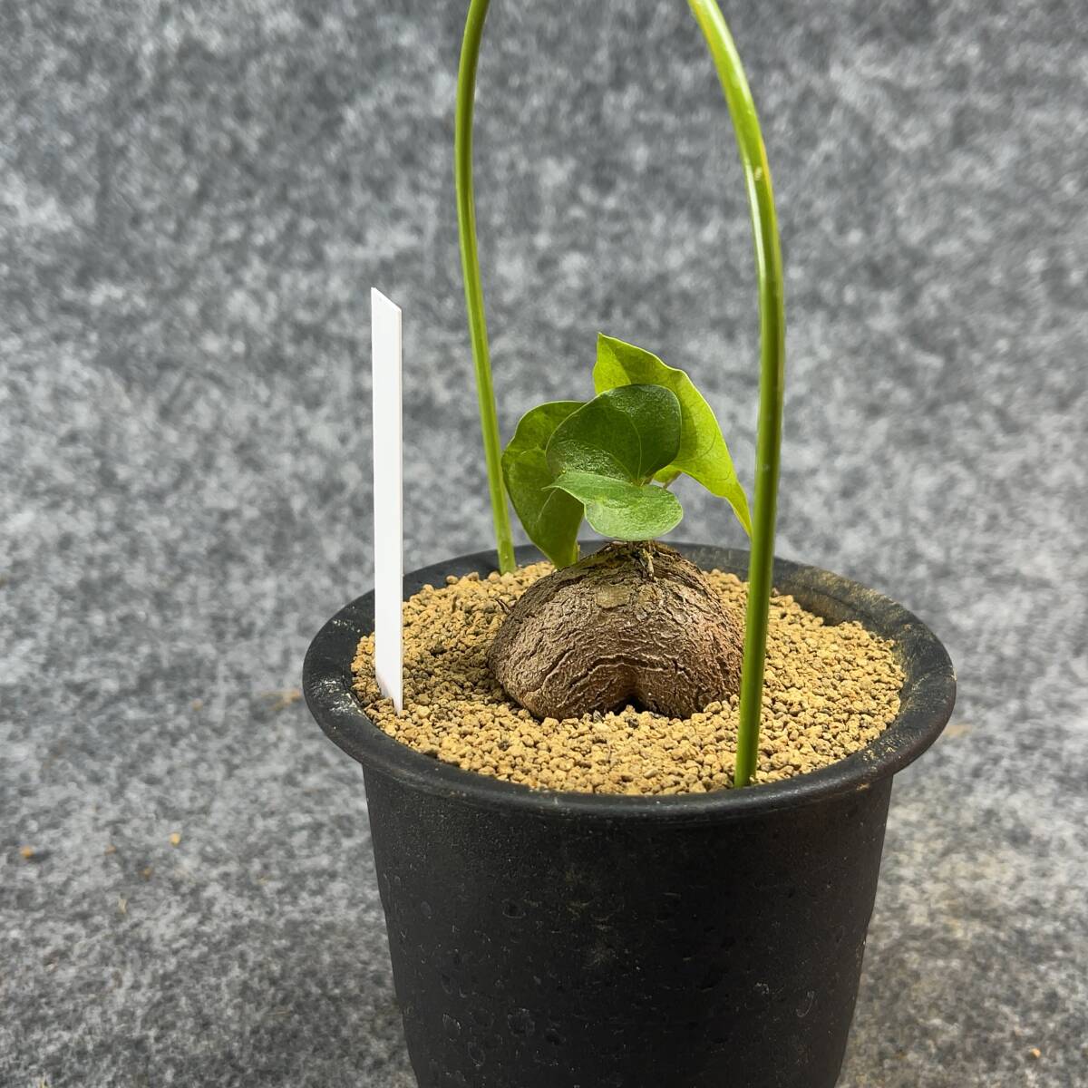 【鉢ごと発送】アフリカ型・亀甲竜 / Dioscorea elephantipes / 3号鉢 / 塊根・多肉植物【現品】 24-3-28-27_画像7