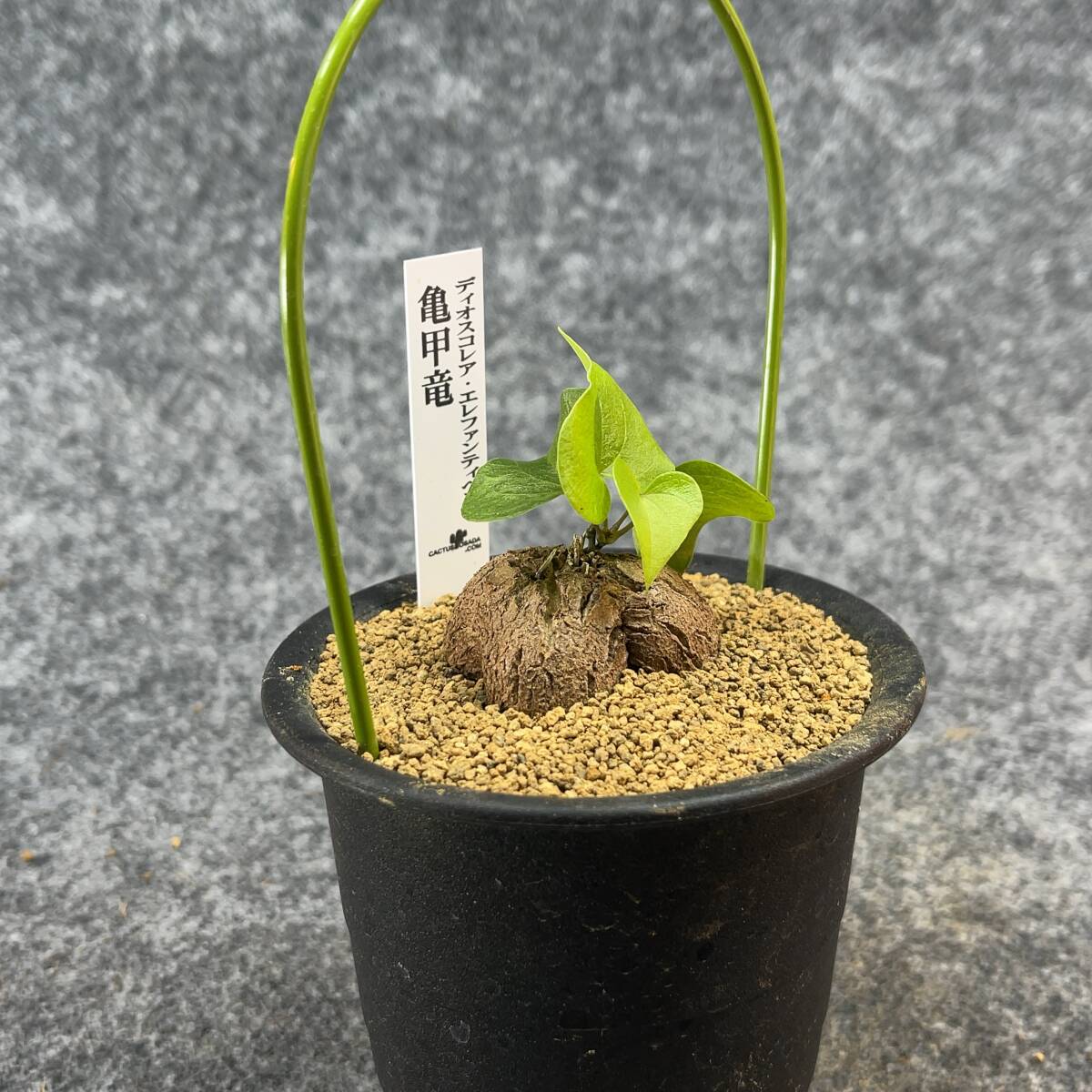 【鉢ごと発送】アフリカ型・亀甲竜 / Dioscorea elephantipes / 3号鉢 / 塊根・多肉植物【現品】 24-3-28-27_画像6